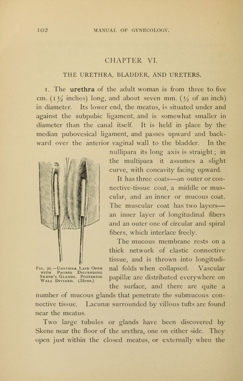 CHAPTER VI. THE URETHRA, BLADDER, AND URETERS. I. The urethra of the adult woman is from three to five cm. (i% inches) long, and about seven mm. (y2 of an inch) in diameter. Its lower end, the meatus, is situated under and against the subpubic ligament, and is somewhat smaller in diameter than the canal itself. It is held in place by the median pubovesical ligament, and passes upward and back- ward over the anterior vaginal wall to the bladder. In the nullipara its long axis is straight; in the multipara it assumes a slight curve, with concavity facing upward. It has three coats—an outer or con- nective-tissue coat, a middle or mus- cular, and an inner or mucous coat. The muscular coat has two layers— an inner layer of longitudinal fibers and an outer one of circular and spiral fibers, which interlace freely. The mucous membrane rests on a thick network of elastic connective tissue, and is thrown into longitudi- nal folds when collapsed. Vascular papillae are distributed everywhere on the surface, and there are quite a number of mucous glands that penetrate the submucous con- nective tissue. Lacunae surrounded by villous tufts are found near the meatus. Two large tubules or glands have been discovered by Skene near the floor of the urethra, one on either side. They open just within the closed meatus, or externally when the Fig. 76.—Ukhthka Laid Open with Fkobes Distending Skene's Glands. Posterior Wall Divided. {Skene.)