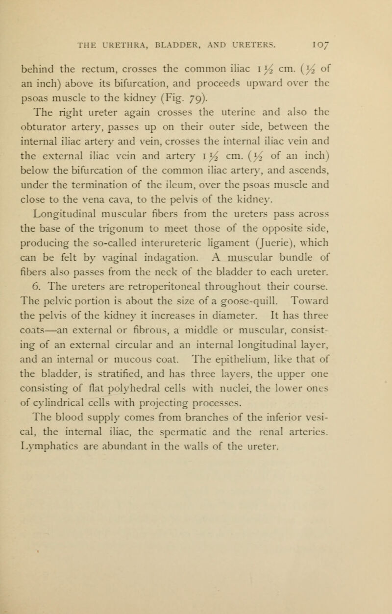 behind the rectum, crosses the common iliac ij2 cm. | ] _. of an inch) above its bifurcation, and proceeds upward over the psoas muscle to the kidney (Fig. 79). The risfht ureter a^ain crosses the uterine and also the obturator artery, passes up on their outer side, between the internal iliac artery and vein, crosses the internal iliac vein and the external iliac vein and artery 1 y2 cm. (l2 of an inch) below the bifurcation of the common iliac artery, and ascends, under the termination of the ileum, over the psoas muscle and close to the vena cava, to the pelvis of the kidney. Longitudinal muscular fibers from the ureters pass across the base of the trigonum to meet those of the opposite side, producing the so-called interureteric ligament (Juerie), which can be felt by vaginal indagation. A muscular bundle of fibers also passes from the neck of the bladder to each ureter. 6. The ureters are retroperitoneal throughout their course. The pelvic portion is about the size of a goose-quill. Toward the pelvis of the kidney it increases in diameter. It has three coats—an external or fibrous, a middle or muscular, consist- ing of an external circular and an internal longitudinal layer, and an internal or mucous coat. The epithelium, like that of the bladder, is stratified, and has three layers, the upper one consisting of flat polyhedral cells with nuclei, the lower oiks of cylindrical cells with projecting processes. The blood supply comes from branches of the inferior vesi- cal, the internal iliac, the spermatic and the renal arteries. Lymphatics are abundant in the walls of the ureter.