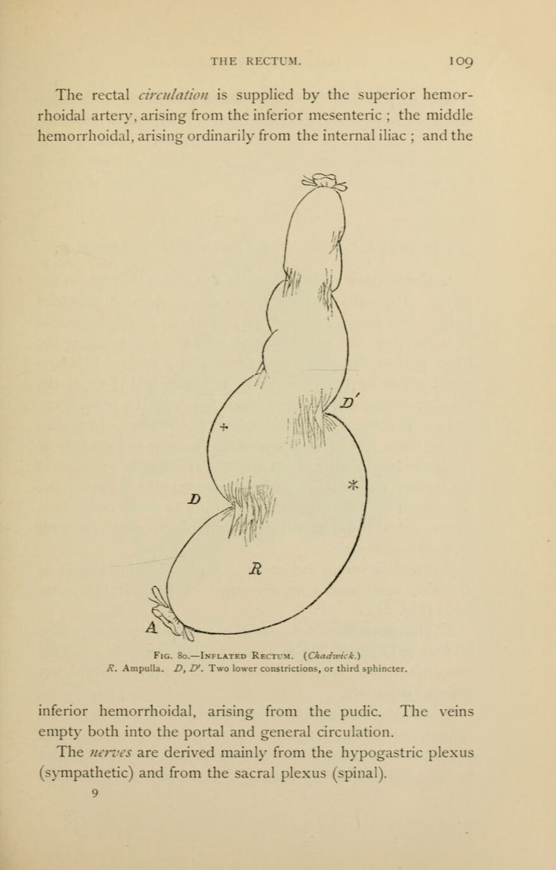 THE RECTUM. OQ The rectal circulation is supplied by the superior hemor- rhoidal artery, arising from the inferior mesenteric ; the middle hemorrhoidal, arising ordinarily from the internal iliac ; and the ^25b Fig. So.—Inflated Rectum. [Ckadtnci.] K. Ampulla. D, V. Two lower constrictions, or third sphincter. inferior hemorrhoidal, arising from the pudic. The veins empty both into the portal and general circulation. The nerves are derived mainly from the hypogastric plexus (sympathetic) and from the sacral plexus (spinal). 9