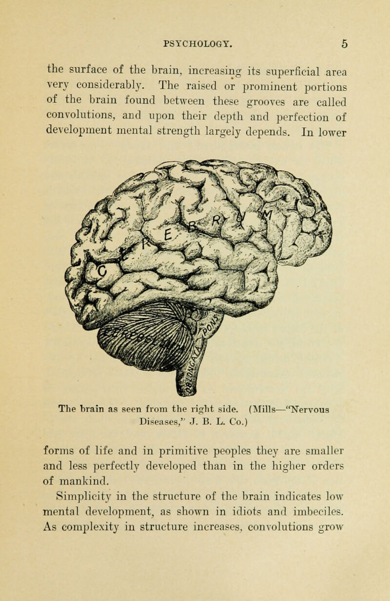 the surface of the brain, increasing its superficial area very considerably. The raised or prominent portions of the brain found between these grooves are called convolutions, and upon their depth and perfection of development mental strength largely depends. In lower The brain as seen from the right side. (Mills—Nervous Diseases, J. B. L. Co.) forms of life and in primitive peoples they are smaller and less perfectly developed than in the higher orders of mankind. Simplicity in the structure of the brain indicates low mental development, as shown in idiots and imbeciles. As complexity in structure increases, convolutions grow