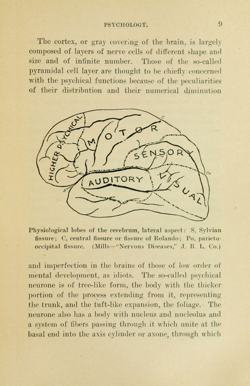 The cortex, or gray covering of the brain, is largely composed of layers of nerve cells of different shape and size and of infinite number. Those of the so-called pyramidal cell layer are thought to be chiefly concerned with the psychical functions because of the peculiarities of their distribution and their numerical diminution Plvysiological lobes of the cerebrum, lateral aspect: S, Sylvian fissure; C, central fissure or fissure of Rolando; Po, parieto- occipital fissure. (Mills—Nervous Diseases/' J. B. L. Co.) and imperfection in the brains of those of low order of mental development, as idiots. The so-called psychical neurone is of tree-like form, the body with the thicker portion of the process extending from it, representing the trunk, and the tuft-like expansion, the foliage. The neurone also has a body with nucleus and nucleolus and a system of fibers passing through it which unite at the basal end into the axis cylinder or axone, through which