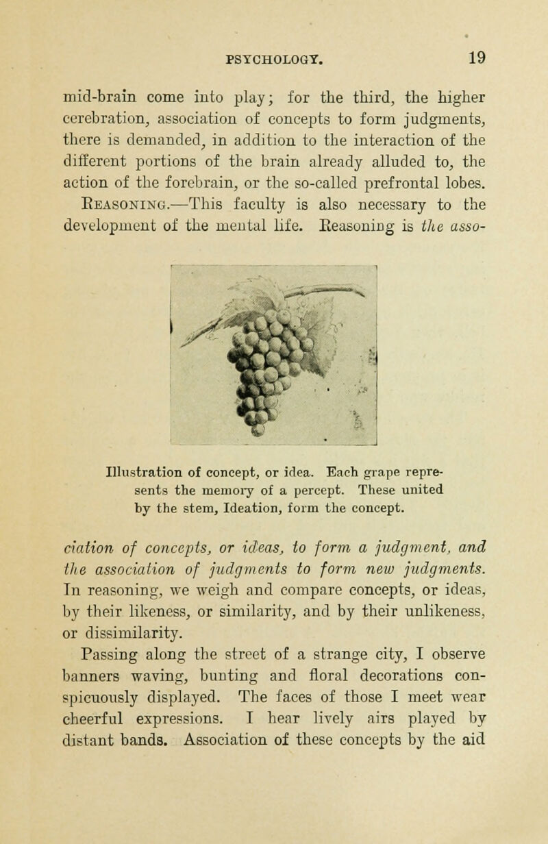 mid-brain come into play; for the third, the higher cerebration, association of concepts to form judgments, there is demanded, in addition to the interaction of the different portions of the brain already alluded to, the action of the forebrain, or the so-called prefrontal lobes. Eeasoning.—This faculty is also necessary to the development of the mental life. Reasoning is the asso- Illustration of concept, or idea. Each grape repre- sents the memory of a percept. These united by the stem, Ideation, form the concept. nation of concepts, or ideas, to form a judgment, and the association of judgments to form new judgments. In reasoning, we weigh and compare concepts, or ideas, by their likeness, or similarity, and by their unlikeness, or dissimilarity. Passing along the street of a strange city, I observe banners waving, bunting and floral decorations con- spicuously displayed. The faces of those I meet wear cheerful expressions. I hear lively airs played by distant bands. Association of these concepts by the aid