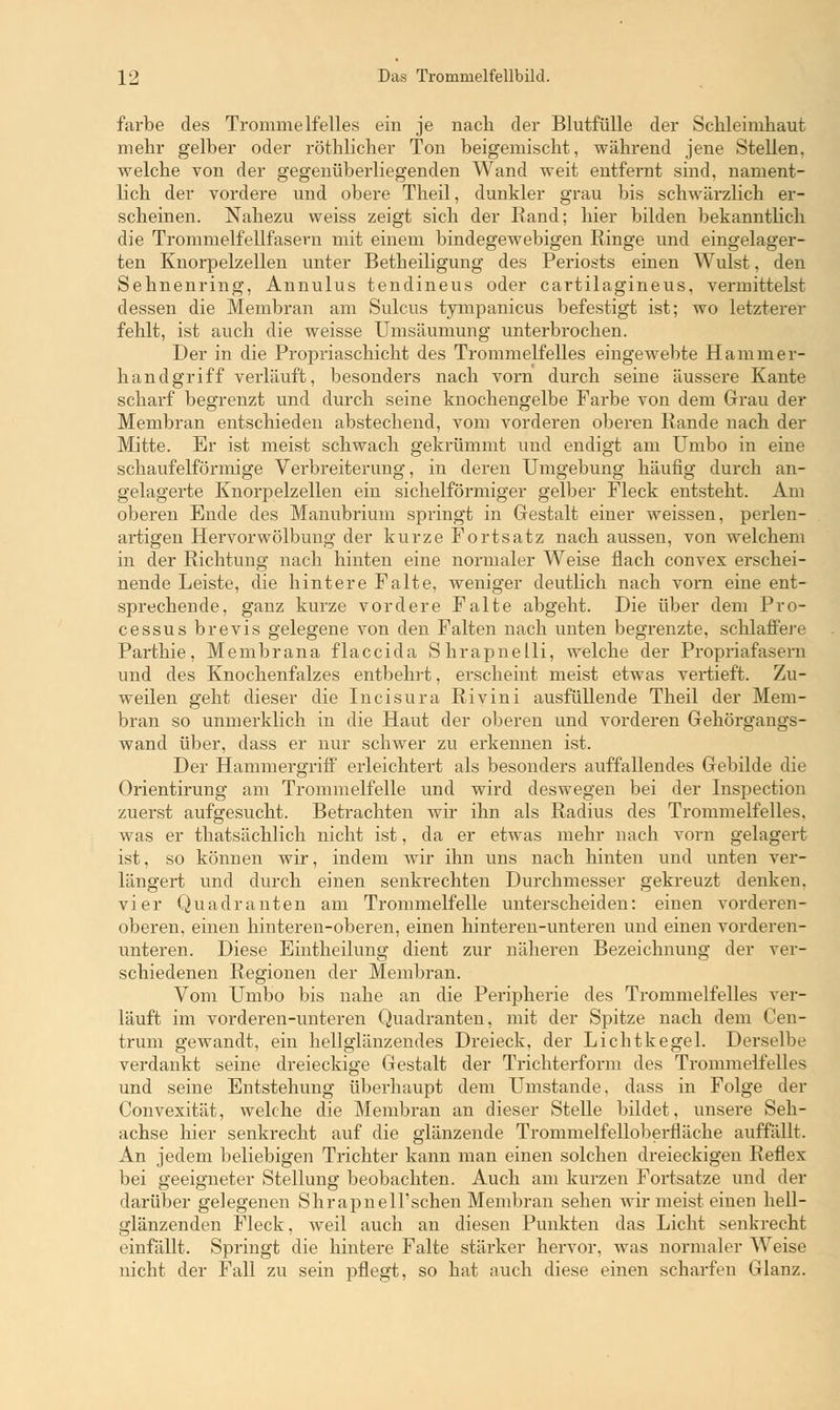 färbe des Trommelfelles ein je nach der Blutfülle der Schleimhaut mehr gelber oder röthlicher Ton beigemischt, während jene Stellen, welche von der gegenüberliegenden Wand weit entfernt sind, nament- lich der vordere und obere Theil, dunkler grau bis schwäi-zlich er- scheinen. Nahezu weiss zeigt sich der Rand; hier bilden bekanntlich die Trommelfellfasern mit einem bindegewebigen Ringe und eingelager- ten Knorpelzellen unter Betheiligung des Periosts einen Wulst, den Sehnenring, Annulus tendineus oder cartilagineus, vermittelst dessen die Membran am Sulcus tynipanicus befestigt ist; wo letzterer fehlt, ist auch die weisse Umsäumung unterbrochen. Der in die Propriaschicht des Trommelfelles eingewebte Hammer- hand griff verläuft, besonders nach vorn durch seine äussere Kante scharf begrenzt und durch seine knochengelbe Farbe von dem Grau der Membran entschieden abstechend, vom vorderen oberen Rande nach der Mitte. Er ist meist schwach gekrümmt und endigt am Umbo in eine schaufeiförmige Verbreiterung, in deren Umgebung häufig durch an- gelagerte Knorpelzellen ein sichelförmiger gelber Fleck entsteht. Am oberen Ende des Manubrium springt in Gestalt einer weissen, perlen- artigen Hervor Wölbung der kurze Fortsatz nach aussen, von welchem in der Richtung nach hinten eine normaler Weise flach convex erschei- nende Leiste, die hintere Falte, weniger deutlich nach vorn eine ent- sprechende, ganz kurze vordere Falte abgeht. Die über dem Pro- cessus brevis gelegene von den Falten nach unten begrenzte, schlaffere Parthie, Membrana flaccida Shrapnelli, welche der Propriafasern und des Knochenfalzes entbehrt, erscheint meist etwas vertieft. Zu- weilen geht dieser die Incisura Rivini ausfüllende Theil der Mem- bran so unmerklich in die Haut der oberen und vorderen Gehörgangs- wand über, dass er nur schwer zu erkennen ist. Der Hammergriff erleichtert als besonders auffallendes Gebilde die Orientirung am Trommelfelle und wird deswegen bei der Inspection zuerst aufgesucht. Betrachten wir ihn als Radius des Trommelfelles, was er thatsächlich nicht ist, da er etwas mehr nach vorn gelagert ist, so können wir, indem wir ihn uns nach hinten und unten ver- längert und durch einen senkrechten Durchmesser gekreuzt denken, vier Quadranten am Trommelfelle unterscheiden: einen vorderen- oberen, einen hinteren-oberen, einen hinteren-unteren und einen vorderen- unteren. Diese Eintheilung dient zur näheren Bezeichnung der ver- schiedenen Regionen der Membran. Vom Umbo bis nahe an die Peripherie des Trommelfelles ver- läuft im vorderen-unteren Quadranten, mit der Spitze nach dem Cen- trum gewandt, ein hellglänzendes Dreieck, der Lichtkegel. Derselbe verdankt seine dreieckige Gestalt der Trichterform des Trommelfelles und seine Entstehung überhaupt dem Umstände, dass in Folge der Convexität, welche die Membran an dieser Stelle bildet, unsere Seh- achse hier senkrecht auf die glänzende Trommelfelloberfläche auffällt. An jedem beliebigen Trichter kann man einen solchen dreieckigen Reflex bei geeigneter Stellung beobachten. Auch am kurzen Fortsatze und der darüber gelegenen Shrapnell'schen Membran sehen wir meist einen hell- glänzenden Fleck, weil auch an diesen Punkten das Licht senkrecht einfällt. Springt die hintere Falte stärker hervor, was normaler Weise nicht der Fall zu sein pflegt, so hat auch diese einen scharfen Glanz.
