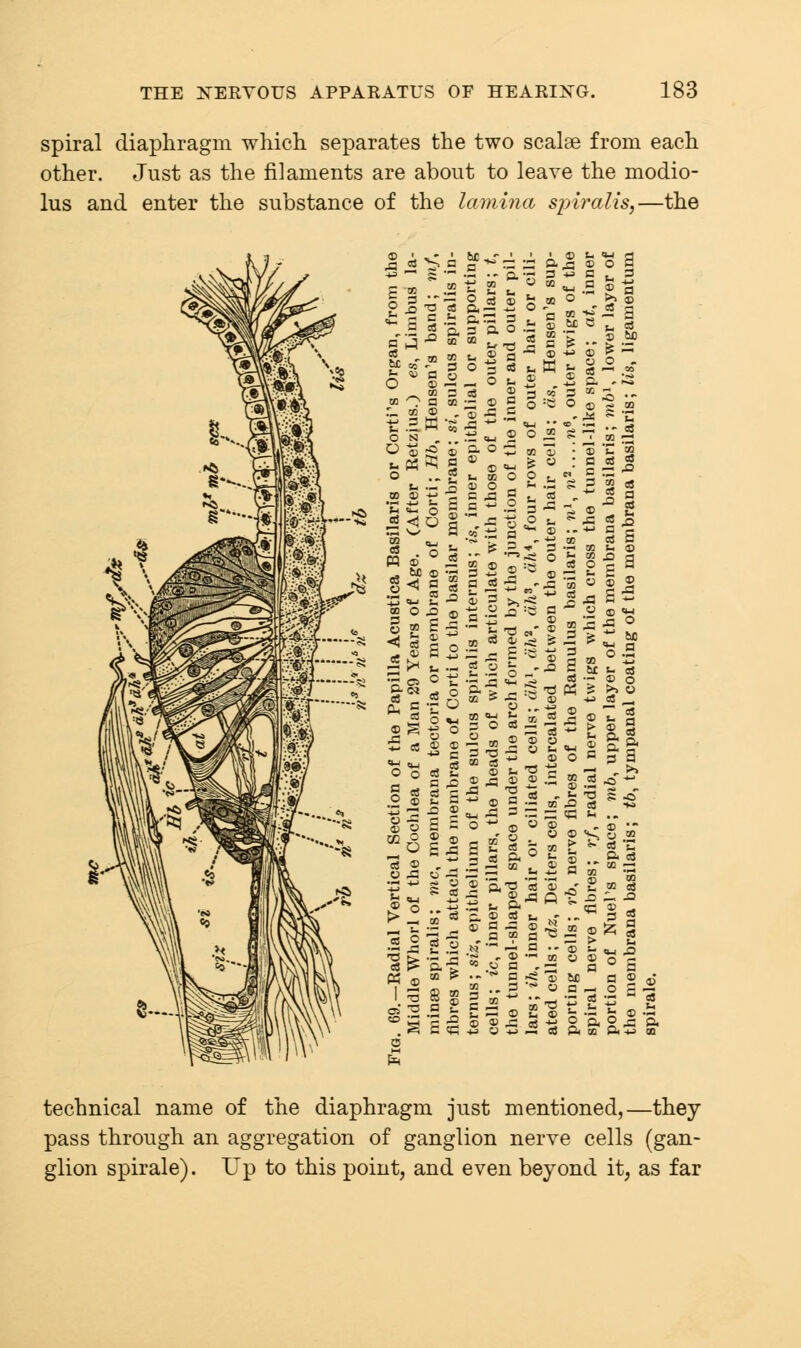 spiral diaphragm which separates the two scalse from each other. Just as the filaments are about to leave the modio- lus and enter the substance of the lamina spiralis,—the technical name of the diaphragm just mentioned,—they pass through an aggregation of ganglion nerve cells (gan- glion spirale). Up to this point, and even beyond it, as far