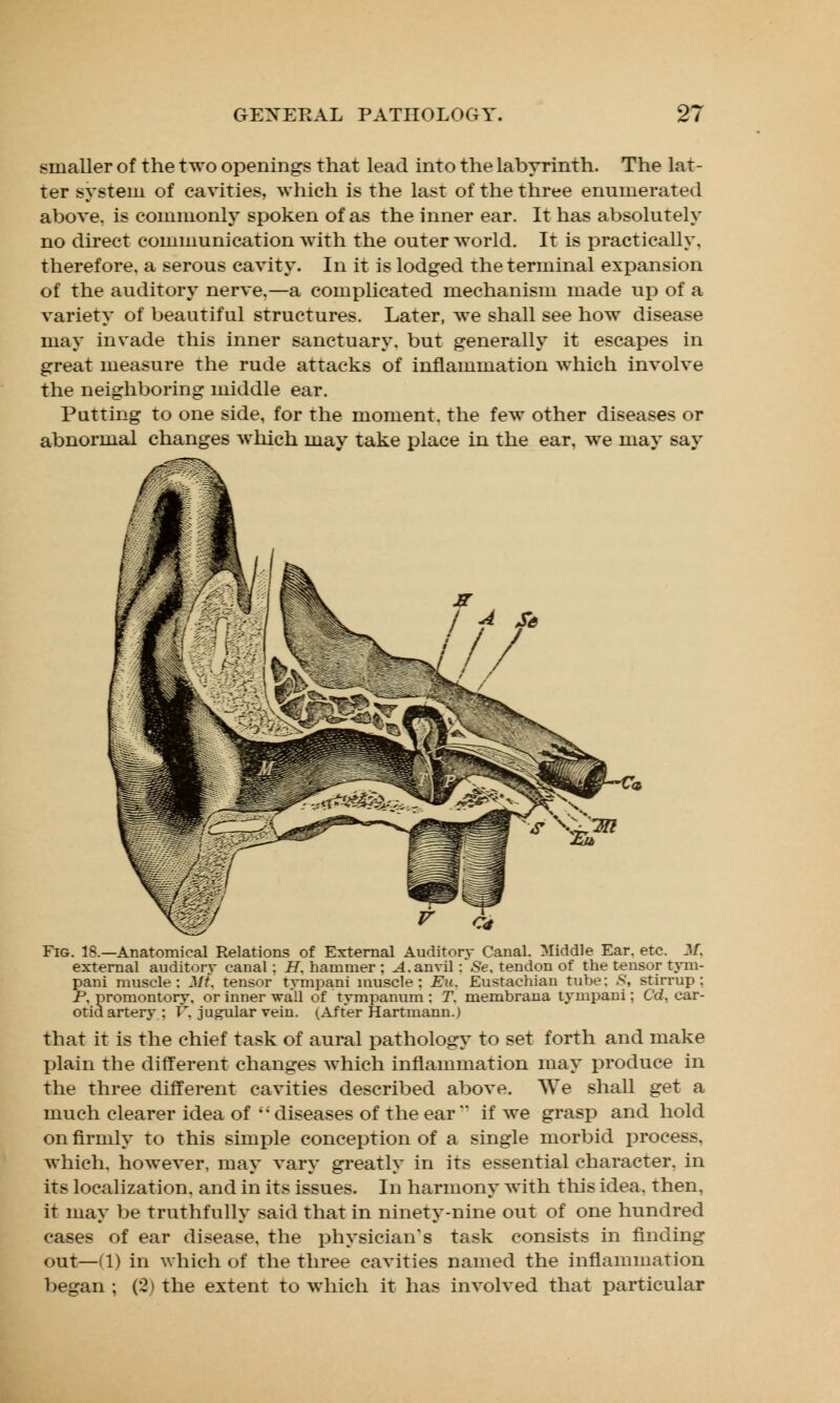 smaller of the two openings that lead into the labyrinth. The lat- ter system of cavities, which is the last of the three enumerated above, is commonly spoken of as the inner ear. It has absolutely no direct communication with the outer world. It is practically, therefore, a serous cavity. In it is lodged the terminal expansion of the auditory nerve.—a complicated mechanism made up of a variety of beautiful structures. Later, we shall see how disease may invade this inner sanctuary, but generally it escapes in great measure the rude attacks of inflammation which involve the neighboring middle ear. Putting to one side, for the moment, the few other diseases or abnormal changes which may take place in the ear. we may say Fig. 18.—Anatomical Relations of External Auditory Canal. Middle Ear. etc. Jf, external auditory canal; H. hammer ; A. anvil : Se, tendon of the tensor tym- pani muscle: Mt, tensor tympani muscle: Eu. Eustachian tube: .8', stirrup: P. promontory, or inner wall of tympanum : T. membrana tympani; Cd. car- otid artery; V. jugular vein. (After Hartmann.) that it is the chief task of aural pathology to set forth and make plain the different changes which inflammation may produce in the three different cavities described above. We shall get a much clearer idea of  diseases of the ear  if we grasp and hold on firmly to this simple conception of a single morbid process, which, however, may vary greatly in its essential character, in its localization, and in its issues. In harmony with this idea, then, it may be truthfully said that in ninety-nine out of one hundred cases of ear disease, the physician's task consists in finding out—(1) in which of the three cavities named the inflammation began ; (21 the extent to which it has involved that particular