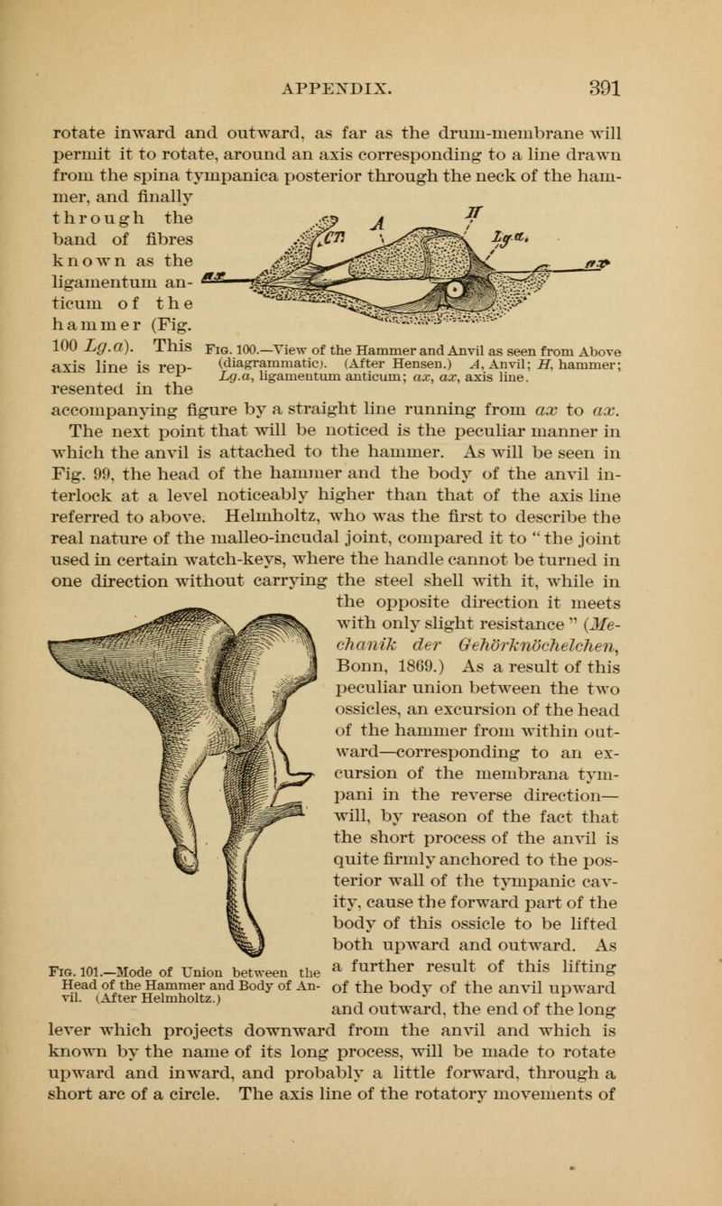 rotate inward and outward, as far as the drum-membrane will permit it to rotate, around an axis corresponding to a line drawn from the spina tympanica posterior through the neck of the ham- mer, and finally through the band of fibres known as the ligamentum an- ticum of the hammer (Fig. 100 Lg.a). This axis line is rep- resented in the //.*► Fig. 100.—View of the Hammer and Anvil as seen from Above (diagrammatic). (After Hen sen.) A, Anvil; H, hammer; Lg.a, ligamentum anticum; ax, ax, axis line. accompanying figure by a straight line running from ax to ax. The next point that will be noticed is the peculiar manner in which the anvil is attached to the hammer. As will be seen in Fig. 99, the head of the hammer and the body of the anvil in- terlock at a level noticeably higher than that of the axis line referred to above. Helmholtz, who was the first to describe the real nature of the malleo-incudal joint, compared it to the joint used in certain watch-keys, where the handle cannot be turned in one direction without carrying the steel shell with it, while in the opposite direction it meets with only slight resistance  (Me- ch a)i ik der GeTidrknochelchen, Bonn, 1869.) As a result of this peculiar union between the two ossicles, an excursion of the head of the hammer from within oat- ward—corresponding to an ex- cursion of the membrana tym- pani in the reverse direction— will, by reason of the fact that the short process of the anvil is quite firmly anchored to the pos- terior wall of the tympanic cav- ity, cause the forward part of the body of this ossicle to be lifted both upward and outward. As a further result of this lifting: Fig. 101.—Mode of Union between He vil the Head of the Hammer and Body of An- of the bodv of the anvil upward vil. (After Helmholtz.) _ , ., ^ „ , , and outward, the end of the long lever which projects downward from the anvil and which is known by the name of its long process, will be made to rotate upward and inward, and probably a little forward, through a short arc of a circle. The axis line of the rotatory movements of