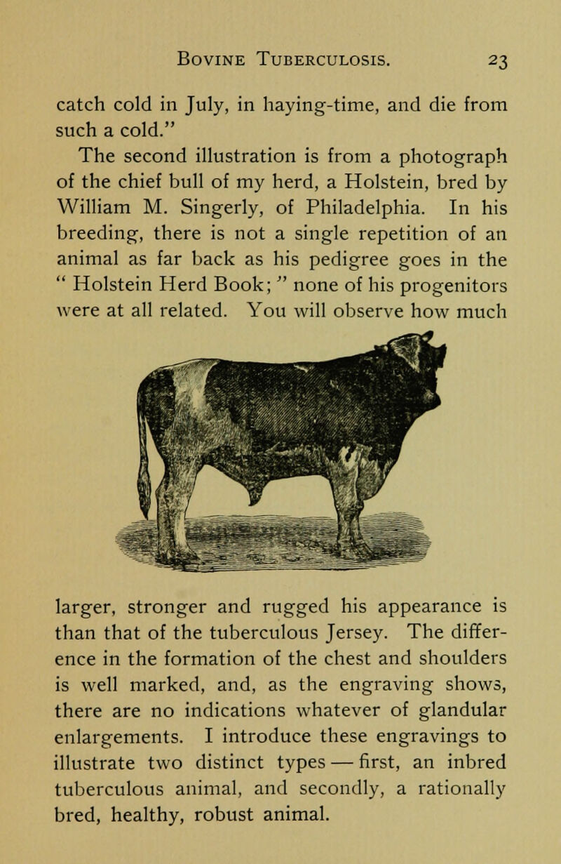 catch cold in July, in haying-time, and die from such a cold. The second illustration is from a photograph of the chief bull of my herd, a Holstein, bred by William M. Singerly, of Philadelphia. In his breeding, there is not a single repetition of an animal as far back as his pedigree goes in the  Holstein Herd Book;  none of his progenitors were at all related. You will observe how much larger, stronger and rugged his appearance is than that of the tuberculous Jersey. The differ- ence in the formation of the chest and shoulders is well marked, and, as the engraving shows, there are no indications whatever of glandular enlargements. I introduce these engravings to illustrate two distinct types — first, an inbred tuberculous animal, and secondly, a rationally bred, healthy, robust animal.