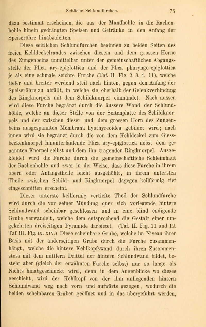 dazu bestimmt erscheinen, die aus der Mundhöhle in die Rachen- höhle hinein gedrängten Speisen und Getränke in den Anfang der Speiseröhre hinabzuleiten. Diese seitlichen Schlundfurchen beginnen zu beiden Seiten des freien Kehldeckelrandes zwischen diesem und dem grossen Hörne des Zungenbeins unmittelbar unter der gemeinschaftlichen Abgangs- stelle der Plica ary-epiglottica und der Plica pharyngo-epiglottica je als eine schmale seichte Furche (Taf. IL Fig. 2. 3. 4. 11), welche tiefer und breiter werdend steil nach hinten, gegen den Anfang der Speiseröhre zu abfällt, in welche sie oberhalb der Gelenkverbindung des Ringknorpels mit dem Schildknorpel einmündet. Nach aussen wird diese Furche begränzt durch die äussere Wand der Schlund- höhle, welche an dieser Stelle von der Seitenplatte des Schildknor- pels und der zwischen dieser und dem grossen Hörn des Zungen- beins ausgespannten Membrana hyothyreoidea gebildet wird; nach innen wird sie begränzt durch die von dem Kehldeckel zum Giess- beckenknorpel hinunterlaufende Plica ary-epiglottica nebst dem ge- nannten Knorpel selbst und dem ihn tragenden Ringknorpel. Ausge- kleidet wird die Furche durch die gemeinschaftliche Schleimhaut der Rachenhöhle und zwar in der Weise, dass diese Furche in ihrem obern oder Anfangstheile leicht ausgehöhlt, in ihrem untersten Theile zwischen Schild- und Ringknorpel dagegen keilförmig tief eingeschnitten erscheint. Dieser unterste keilförmig vertiefte Theil der Schlundfurche wird durch die vor seiner Mündung quer sich vorlegende hintere Schlundwand scheinbar geschlossen und in eine blind endigende Grube verwandelt, welche dem entsprechend die Gestalt einer um- gekehrten dreiseitigen Pyramide darbietet. (Taf. IL Fig. 11 und 12. Taf. HI. Fig. ix. xrv.) Diese scheinbare Grube, welche im Niveau ihrer Basis mit der anderseitigen Grube durch die Furche zusammen- hängt, welche die hintere Kehlkopfswand durch ihren Zusammen- stoss mit dem mittlem Drittel der hintern Schlundwand bildet, be- steht aber (gleich der erwähnten Furche selbst) nur so lange als Nichts hinabgeschluckt wird, denn in dem Augenblicke wo dieses geschieht, wird der Kehlkopf von der ihm anliegenden hintern Schlundwand weg nach vorn und aufwärts gezogen, wodurch die beiden scheinbaren Gruben geöffnet und in das übergeführt werden,
