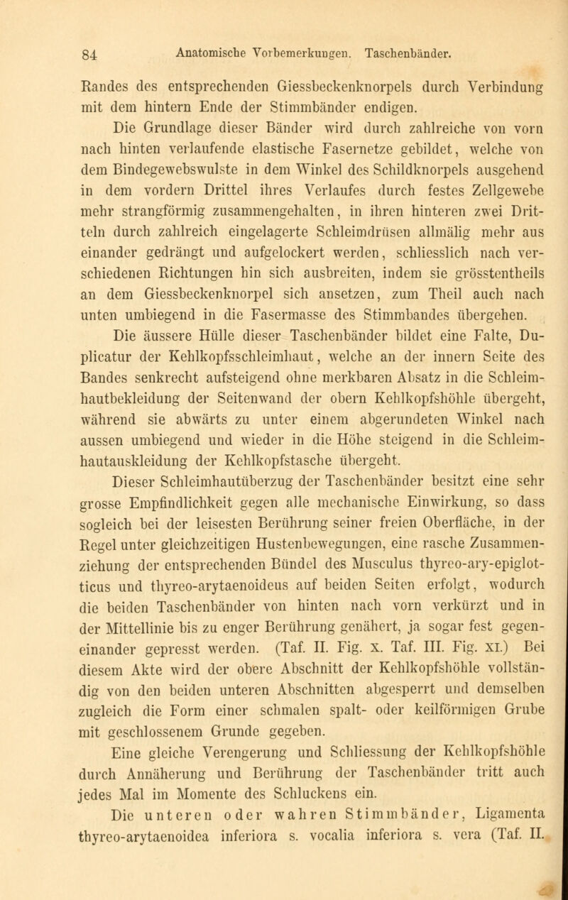 Randes des entsprechenden Giessbeckenknorpels durch Verbindung mit dem hintern Ende der Stimmbänder endigen. Die Grundlage dieser Bänder wird durch zahlreiche von vorn nach hinten verlaufende elastische Fasernetze gebildet, welche von dem Bindegewebswulste in dem Winkel des Schildknorpels ausgehend in dem vordem Drittel ihres Verlaufes durch festes Zellgewebe mehr strangförmig zusammengehalten, in ihren hinteren zwei Drit- teln durch zahlreich eingelagerte Schleimdrüsen allmälig mehr aus einander gedrängt und aufgelockert werden, schliesslich nach ver- schiedenen Richtungen hin sich ausbreiten, indem sie grösstentheils an dem Giessbeckenknorpel sich ansetzen, zum Theil auch nach unten umbiegend in die Fasermasse des Stimmbandes übergehen. Die äussere Hülle dieser Taschenbänder bildet eine Falte, Du- plicatur der Kehlkopfsschleimhaut, welche an der innern Seite des Bandes senkrecht aufsteigend ohne merkbaren Absatz in die Schleim- hautbekleidung der Seitenwand der obern Kehlkopfshöhle übergeht, während sie abwärts zu unter einem abgerundeten Winkel nach aussen umbiegend und wieder in die Höhe steigend in die Schleim- hautauskleidung der Kehlkopfstasche übergeht. Dieser Schleimhautüberzug der Taschenbänder besitzt eine sehr grosse Empfindlichkeit gegen alle mechanische Einwirkung, so dass sogleich bei der leisesten Berührung seiner freien Oberfläche, in der Regel unter gleichzeitigen Hustenbewegungen, eine rasche Zusammen- ziehung der entsprechenden Bündel des Musculus thyreo-ary-epiglot- ticus und thyreo-arytaenoideus auf beiden Seiten erfolgt, wodurch die beiden Taschenbänder von hinten nach vorn verkürzt und in der Mittellinie bis zu enger Berührung genähert, ja sogar fest gegen- einander gepresst werden. (Tai II. Fig. x. Taf. III. Fig. xi.) Bei diesem Akte wird der obere Abschnitt der Kehlkopfshöhle vollstän- dig von den beiden unteren Abschnitten abgesperrt und demselben zugleich die Form einer schmalen spalt- oder keilförmigen Grube mit geschlossenem Grunde gegeben. Eine gleiche Verengerung und Schliessung der Kehlkopfshöhle durch Annäherung und Berührung der Taschenbänder tritt auch jedes Mal im Momente des Schluckens ein. Die unteren oder wahren Stimmbänder, Ligamenta thyreo-arytaenoidea inferiora s. vocalia inferiora s. vera (Taf. IL