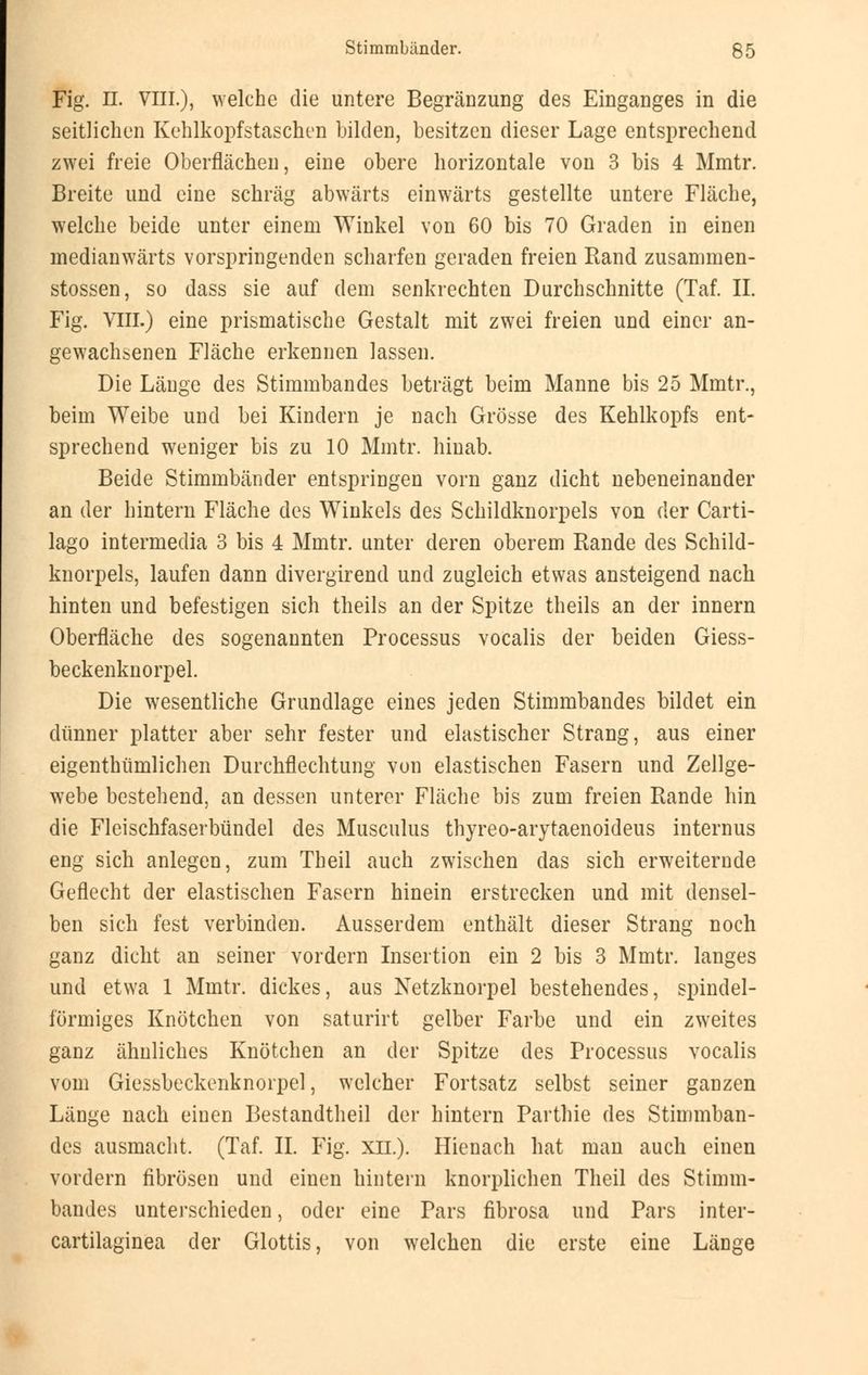 Fig. II. VIII.), welche die untere Begränzung des Einganges in die seitlichen Kehlkopfstaschcn bilden, besitzen dieser Lage entsprechend zwei freie Oberflächen, eine obere horizontale von 3 bis 4 Mmtr. Breite und eine schräg abwärts einwärts gestellte untere Fläche, welche beide unter einem Winkel von 60 bis 70 Graden in einen medianwärts vorspringenden scharfen geraden freien Rand zusammen- stossen, so dass sie auf dem senkrechten Durchschnitte (Taf. II. Fig. VIII.) eine prismatische Gestalt mit zwei freien und einer an- gewachsenen Fläche erkennen lassen. Die Länge des Stimmbandes beträgt beim Manne bis 25 Mmtr., beim Weibe und bei Kindern je nach Grösse des Kehlkopfs ent- sprechend weniger bis zu 10 Mmtr. hinab. Beide Stimmbänder entspringen vorn ganz dicht nebeneinander an der hintern Fläche des Winkels des Schildknorpels von der Carti- lago intermedia 3 bis 4 Mmtr. unter deren oberem Rande des Schild- knorpels, laufen dann divergirend und zugleich etwas ansteigend nach hinten und befestigen sich theils an der Spitze theils an der innern Oberfläche des sogenannten Processus vocalis der beiden Giess- beckenknorpel. Die wesentliche Grundlage eines jeden Stimmbandes bildet ein dünner platter aber sehr fester und elastischer Strang, aus einer eigentümlichen Durchflechtung von elastischen Fasern und Zellge- webe bestehend, an dessen unterer Fläche bis zum freien Rande hin die Fleischfaserbündel des Musculus thyreo-arytaenoideus internus eng sich anlegen, zum Theil auch zwischen das sich erweiternde Geflecht der elastischen Fasern hinein erstrecken und mit densel- ben sich fest verbinden. Ausserdem enthält dieser Strang noch ganz dicht an seiner vordem Insertion ein 2 bis 3 Mmtr. langes und etwa 1 Mmtr. dickes, aus Netzknorpel bestehendes, spindel- förmiges Knötchen von saturirt gelber Farbe und ein zweites ganz ähnliches Knötchen an der Spitze des Processus vocalis vom Giessbeckenknorpel, welcher Fortsatz selbst seiner ganzen Länge nach einen Bestandteil der hintern Parthie des Stimmban- des ausmacht. (Taf. II. Fig. XII.). Hienach hat man auch einen vordem fibrösen und einen hintern knorplichen Theil des Stimm- bandes unterschieden, oder eine Pars fibrosa und Pars inter- cartilaginea der Glottis, von welchen die erste eine Länge