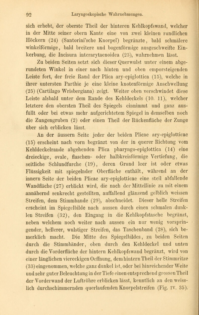 sich erhebt, der oberste Theil der hinteren Kehlkopfswand, welcher in der Mitte seiner obern Kante eine von zwei kleinen rundlichen Höckern (24) (Santorini'sche Knorpel) begränzte, bald schmälere winkelförmige, bald breitere und bogenförmige ausgeschweifte Ein- kerbung, die Incisura interarytaenoidea (23), wahrnehmen lässt. Zu beiden Seiten setzt sich dieser Querwulst unter einem abge- rundeten Winkel in einer nach hinten und oben emporsteigenden Leiste fort, der freie Rand der Plica ary-epiglottica (15), welche in ihrer untersten Parthie je eine kleine knotenförmige Anschwellung (25) (Cartilago Wrisbergiana) zeigt. Weiter oben verschwindet diese Leiste alsbald unter dem Rande des Kehldeckels (10. 11), welcher letztere den obersten Theil des Spiegels einnimmt und ganz aus- füllt oder bei etwas mehr aufgerichtetem Spiegel in demselben noch die Zungengruben (2) oder einen Theil der Rückenfläche der Zunge über sich erblicken lässt. An der äussern Seite jeder der beiden Plicae ary-epiglotticae (15) erscheint nach vorn begränzt von der in querer Richtung vom Kehldeckelrande abgehenden Plica pharyngo-epiglottica (14) eine dreieckige, ovale, flaschen- oder halbkreisförmige Vertiefung, die seitliche Schlundfurche (19), deren Grund leer ist oder etwas Flüssigkeit mit spiegelnder Oberfläche enthält, während an der innern Seite der beiden Plicae ary-epiglotticae eine steil abfallende Wandfläche (27) erblickt wird, die nach der Mittellinie zu mit einem annähernd senkrecht gestellten, auffallend glänzend gelblich weissen Streifen, dem Stimmbande (29), abschneidet. Dieser helle Streifen erscheint im Spiegelbilde nach aussen durch einen schmalen dunk- len Streifen (32), den Eingang in die Kehlkopfstasche begränzt, neben welchem noch weiter nach aussen ein nur wenig vorsprin- gender, hellerer, wulstiger Streifen, das Taschenband (28), sich be- merklich macht. Die Mitte des Spiegelbildes, zu beiden Seiten durch die Stimmbänder, oben durch den Kehldeckel und unten durch die Vorderfläche der hintern Kehlkopfswand begränzt, wird von einer länglichen viereckigen Oeffnung, dem hintern Theil der Stimmritze (33) eingenommen, welche ganz dunkel ist, oder bei hinreichender Weite und sehr guter Beleuchtung in der Tiefe einen entsprechend grossen Theil der Vorderwand der Luftröhre erblicken lässt, kenntlich an den weiss- lich durchschimmernden querlaufenden Knorpelstreifen (Fig. iv. 35).