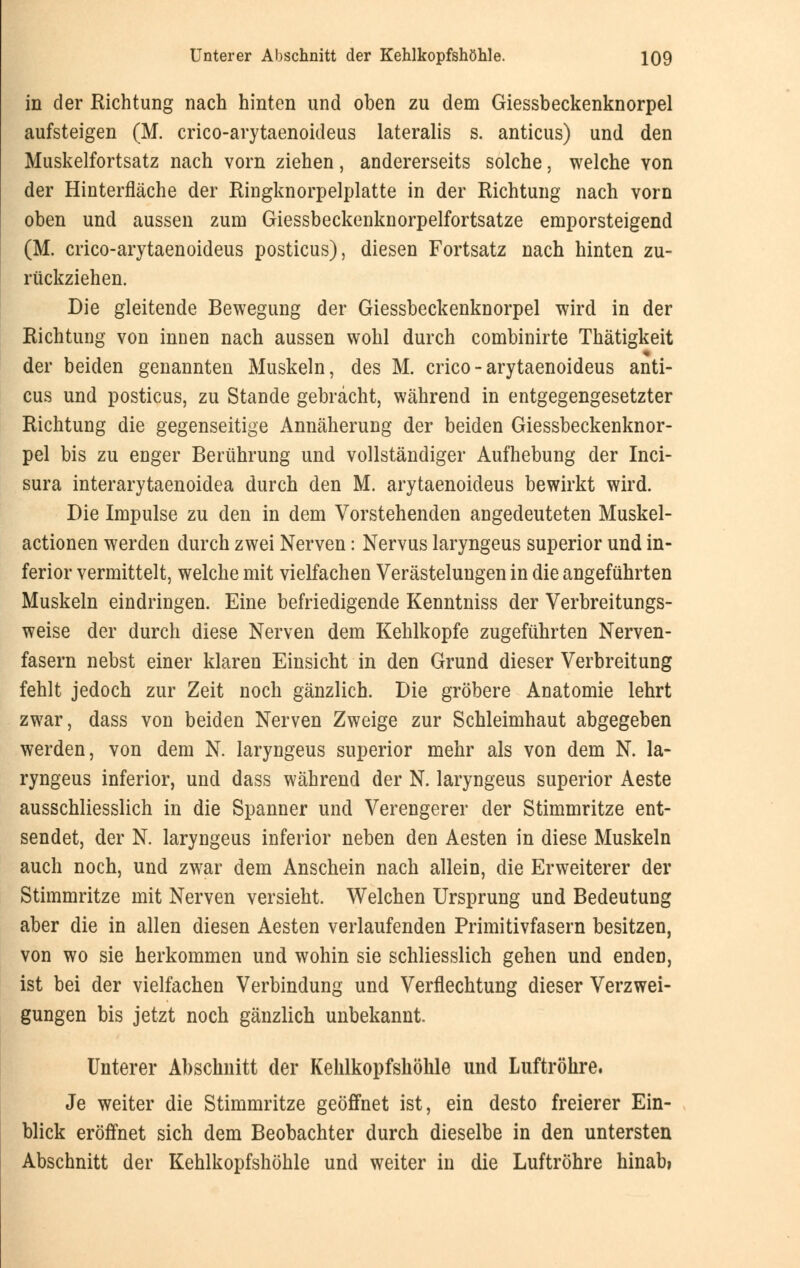 in der Richtung nach hinten und oben zu dem Giessbeckenknorpel aufsteigen (M. crico-arytaenoideus lateralis s. anticus) und den Muskelfortsatz nach vorn ziehen, andererseits solche, welche yon der Hinterfläche der Ringknorpelplatte in der Richtung nach vorn oben und aussen zum Giessbeckenknorpelfortsatze emporsteigend (M. crico-arytaenoideus posticus), diesen Fortsatz nach hinten zu- rückziehen. Die gleitende Bewegung der Giessbeckenknorpel wird in der Richtung von innen nach aussen wohl durch combinirte Thätigkeit der beiden genannten Muskeln, des M. crico-arytaenoideus anti- cus und posticus, zu Stande gebracht, während in entgegengesetzter Richtung die gegenseitige Annäherung der beiden Giessbeckenknor- pel bis zu enger Berührung und vollständiger Aufhebung der Inci- sura interarytaenoidea durch den M. arytaenoideus bewirkt wird. Die Impulse zu den in dem Vorstehenden angedeuteten Muskel- actionen werden durch zwei Nerven: Nervus laryngeus superior und in- ferior vermittelt, welche mit vielfachen Verästelungen in die angeführten Muskeln eindringen. Eine befriedigende Kenntniss der Verbreitungs- weise der durch diese Nerven dem Kehlkopfe zugeführten Nerven- fasern nebst einer klaren Einsicht in den Grund dieser Verbreitung fehlt jedoch zur Zeit noch gänzlich. Die gröbere Anatomie lehrt zwar, dass von beiden Nerven Zweige zur Schleimhaut abgegeben werden, von dem N. laryngeus superior mehr als von dem N. la- ryngeus inferior, und dass während der N. laryngeus superior Aeste ausschliesslich in die Spanner und Verengerer der Stimmritze ent- sendet, der N. laryngeus inferior neben den Aesten in diese Muskeln auch noch, und zwar dem Anschein nach allein, die Erweiterer der Stimmritze mit Nerven versieht. Welchen Ursprung und Bedeutung aber die in allen diesen Aesten verlaufenden Primitivfasern besitzen, von wo sie herkommen und wohin sie schliesslich gehen und enden, ist bei der vielfachen Verbindung und Verflechtung dieser Verzwei- gungen bis jetzt noch gänzlich unbekannt. Unterer Abschnitt der Kehlkopfshöhle und Luftröhre. Je weiter die Stimmritze geöffnet ist, ein desto freierer Ein- blick eröffnet sich dem Beobachter durch dieselbe in den untersten Abschnitt der Kehlkopfshöhle und weiter in die Luftröhre hinabi