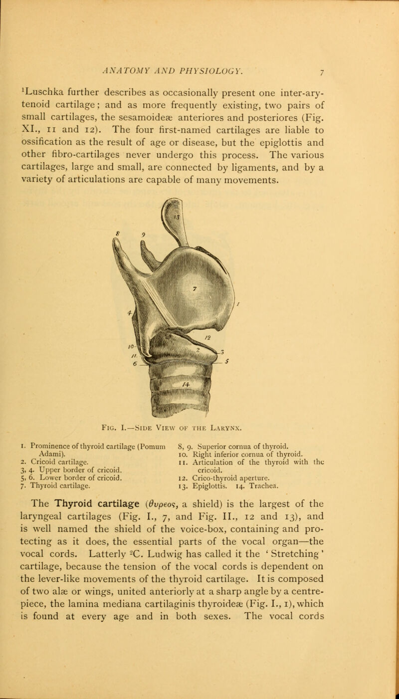 ^uschka further describes as occasionally present one inter-ary- tenoid cartilage; and as more frequently existing, two pairs of small cartilages, the sesamoideae anteriores and posteriores (Fig. XL, 11 and 12). The four first-named cartilages are liable to ossification as the result of age or disease, but the epiglottis and other fibro-cartilages never undergo this process. The various cartilages, large and small, are connected by ligaments, and by a variety of articulations are capable of many movements. Fig. I.—Side View of the Larynx. 1. Prominence of thyroid cartilage (Pomum Adami). 2. Cricoid cartilage. 3. 4. Upper border of cricoid. 5, 6. Lower border of cricoid. 7. Thyroid cartilage. 8, 9. Superior cornua of thyroid. 10. Right inferior cornua of thyroid. 11. Articulation of the thyroid with the cricoid. 12. Crico-thyroid aperture. 13. Epiglottis. 14. Trachea. The Thyroid cartilage (Ovpeos, a shield) is the largest of the laryngeal cartilages (Fig. I., 7, and Fig. II., 12 and 13), and is well named the shield of the voice-box, containing and pro- tecting as it does, the essential parts of the vocal organ—the vocal cords. Latterly 2C. Ludwig has called it the ' Stretching ' cartilage, because the tension of the vocal cords is dependent on the lever-like movements of the thyroid cartilage. It is composed of two alas or wings, united anteriorly at a sharp angle by a centre- piece, the lamina mediana cartilaginis thyroideae (Fig. I., 1), which is found at every age and in both sexes. The vocal cords
