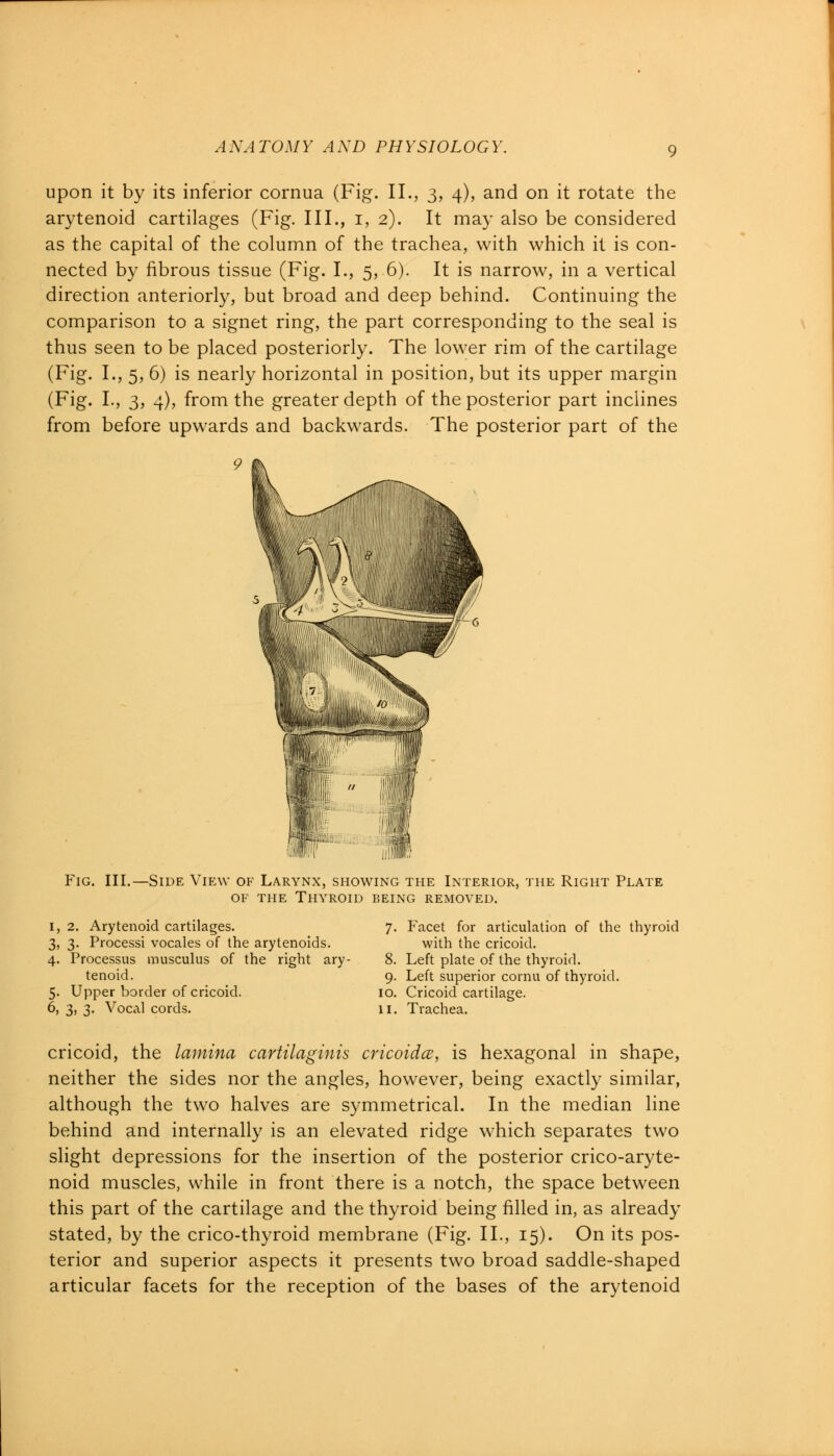 upon it by its inferior cornua (Fig. II., 3, 4), and on it rotate the arytenoid cartilages (Fig. III., 1, 2). It may also be considered as the capital of the column of the trachea, with which it is con- nected by fibrous tissue (Fig. I., 5, 6). It is narrow, in a vertical direction anteriorly, but broad and deep behind. Continuing the comparison to a signet ring, the part corresponding to the seal is thus seen to be placed posteriorly. The lower rim of the cartilage (Fig. I., 5, 6) is nearly horizontal in position, but its upper margin (Fig. L, 3, 4), from the greater depth of the posterior part inclines from before upwards and backwards. The posterior part of the Fig. III.—Side View of Larynx, showing the Interior, the Right Plate of the Thyroid being removed. 1, 2. Arytenoid cartilages. 7. Facet for articulation of the thyroid 3, 3. Processi vocales of the arytenoids. with the cricoid. 4. Processus musculus of the right ary- 8. Left plate of the thyroid. tenoid. 9. Left superior cornu of thyroid. 5. Upper border of cricoid. 10. Cricoid cartilage. 6, 3, 3. Vocal cords. 11. Trachea. cricoid, the lamina cartilaginis cricoidce, is hexagonal in shape, neither the sides nor the angles, however, being exactly similar, although the two halves are symmetrical. In the median line behind and internally is an elevated ridge which separates two slight depressions for the insertion of the posterior crico-aryte- noid muscles, while in front there is a notch, the space between this part of the cartilage and the thyroid being filled in, as already stated, by the crico-thyroid membrane (Fig. II., 15). On its pos- terior and superior aspects it presents two broad saddle-shaped articular facets for the reception of the bases of the arytenoid