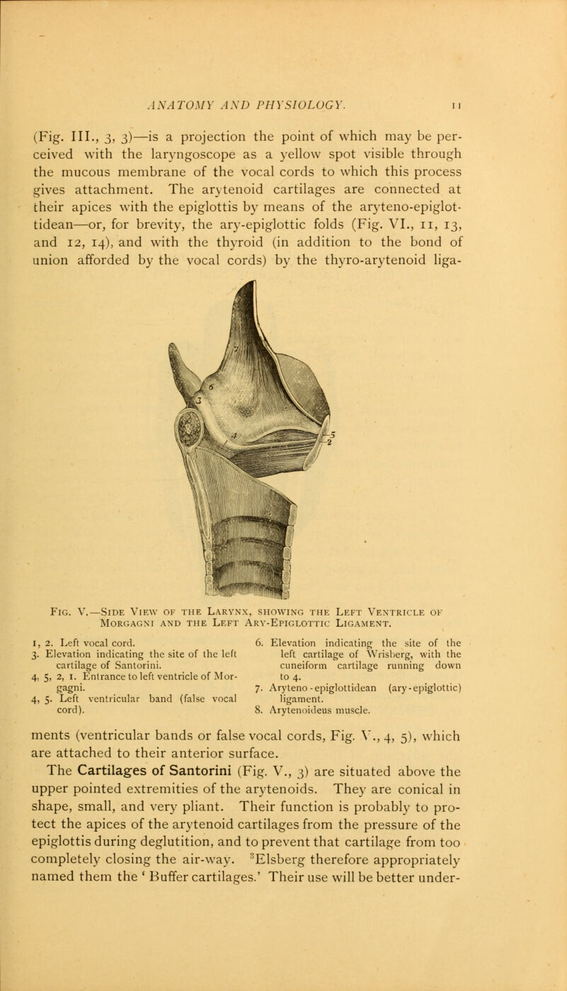 (Fig. III., 3, 3)—is a projection the point of which may be per- ceived with the laryngoscope as a yellow spot visible through the mucous membrane of the vocal cords to which this process gives attachment. The arytenoid cartilages are connected at their apices with the epiglottis by means of the aryteno-epiglot- tidean—or, for brevity, the ary-epiglottic folds (Fig. VI., n, 13, and 12, 14), and with the thyroid (in addition to the bond of union afforded by the vocal cords) by the thyro-arytenoid liga- Fig. V.—Side View of the Larynx, showing the Left Ventricle of MORGAGNI AND THE LEFT ARY-EPIGLOTTIC LIGAMENT. 1,2. Left vocal cord. 3. Elevation indicating the site of the left cartilage of Santorini. 4, 5, 2, 1. Entrance to left ventricle of Mor- gagni. 4, 5. Left ventricular band (false vocal cord). Elevation indicating the site of the left cartilage of Wrisberg, with the cuneiform cartilage running down to 4. Aryteno - epiglottidean (ary - epiglottic) ligament. Arytenoideus muscle. ments (ventricular bands or false vocal cords, Fig. Y.,4, 5), which are attached to their anterior surface. The Cartilages of Santorini (Fig. V., 3) are situated above the upper pointed extremities of the arytenoids. They are conical in shape, small, and very pliant. Their function is probably to pro- tect the apices of the arytenoid cartilages from the pressure of the epiglottis during deglutition, and to prevent that cartilage from too completely closing the air-way. 3Elsberg therefore appropriately named them the ' Buffer cartilages.' Their use will be better under-
