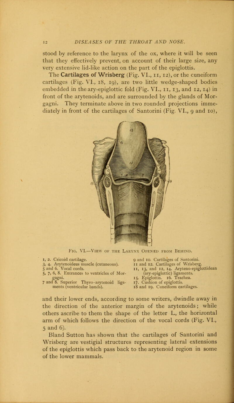 stood by reference to the larynx of the ox, where it will be seen that they effectively prevent, on account of their large size, any very extensive lid-like action on the part of the epiglottis. The Cartilages of Wrisberg (Fig. VI., n, 12), or the cuneiform cartilages (Fig. VI., iS, 19), are two little wedge-shaped bodies embedded in the ary-epiglottic fold (Fig. VI., 11, 13, and 12, 14) in front of the arytenoids, and are surrounded by the glands of Mor- gagni. They terminate above in two rounded projections imme- diately in front of the cartilages of Santorini (Fig. VI., 9 and 10), Fig. VI.—View of the Larynx Opened from Behind. 1, 2. Cricoid cartilage. 3, 4. Arytenoideus muscle (cutaneous). 5 and 6. Vocal cords. 5, 7, 6, 8. Entrances to ventricles of Mor- gagni. 7 and 8. Superior Thyro- arytenoid liga- ments (ventricular bands). 9 and 10. Cartilages of Santorini. 11 and 12. Cartilages of Wrisberg. 11, 13, and 12, 14. Aryteno-epiglottidean (ary-epiglottic) ligaments. 15. Epiglottis. 16. Trachea. 17. Cushion of epiglottis. 18 and 19. Cuneiform cartilages. and their lower ends, according to some writers, dwindle away in the direction of the anterior margin of the arytenoids; while others ascribe to them the shape of the letter L, the horizontal arm of which follows the direction of the vocal cords (Fig. VI., 5 and 6). Bland Sutton has shown that the cartilages of Santorini and Wrisberg are vestigial structures representing lateral extensions of the epiglottis which pass back to the arytenoid region in some of the lower mammals.