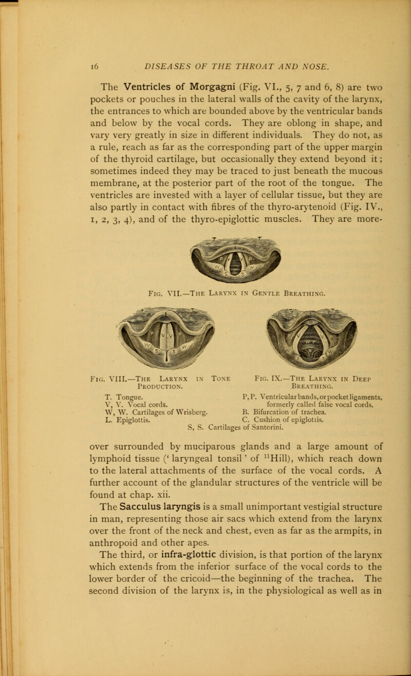 The Ventricles of Morgagni (Fig. VI., 5, 7 and 6, 8) are two pockets or pouches in the lateral walls of the cavity of the larynx, the entrances to which are bounded above by the ventricular bands and below by the vocal cords. They are oblong in shape, and vary very greatly in size in different individuals. They do not, as a rule, reach as far as the corresponding part of the upper margin of the thyroid cartilage, but occasionally they extend beyond it; sometimes indeed they may be traced to just beneath the mucous membrane, at the posterior part of the root of the tongue. The ventricles are invested with a layer of cellular tissue, but they are also partly in contact with fibres of the thyro-arytenoid (Fig. IV., 1, 2, 3, 4), and of the thyroepiglottic muscles. They are more- Fig. VII.—The Larynx in Gentle Breathing. Fig. VIII. -The Larynx Production. in Tone Fig. IX. -The Larynx in Deep Breathing. T. Tongue. V, V. Vocal cords. W, W. Cartilages of Wrisberg. L. Epiglottis. P,P. Ventricular bands, or pocket ligaments, formerly called false vocal cords. B. Bifurcation of trachea. C. Cushion of epiglottis. S, S. Cartilages of Santcrini. over surrounded by muciparous glands and a large amount of lymphoid tissue ('laryngeal tonsil'' of nHill), which reach down to the lateral attachments of the surface of the vocal cords. A further account of the glandular structures of the ventricle will be found at chap. xii. The Sacculus laryngis is a small unimportant vestigial structure in man, representing those air sacs which extend from the larynx over the front of the neck and chest, even as far as the armpits, in anthropoid and other apes. The third, or infra-glottic division, is that portion of the larynx which extends from the inferior surface of the vocal cords to the lower border of the cricoid—the beginning of the trachea. The second division of the larynx is, in the physiological as well as in