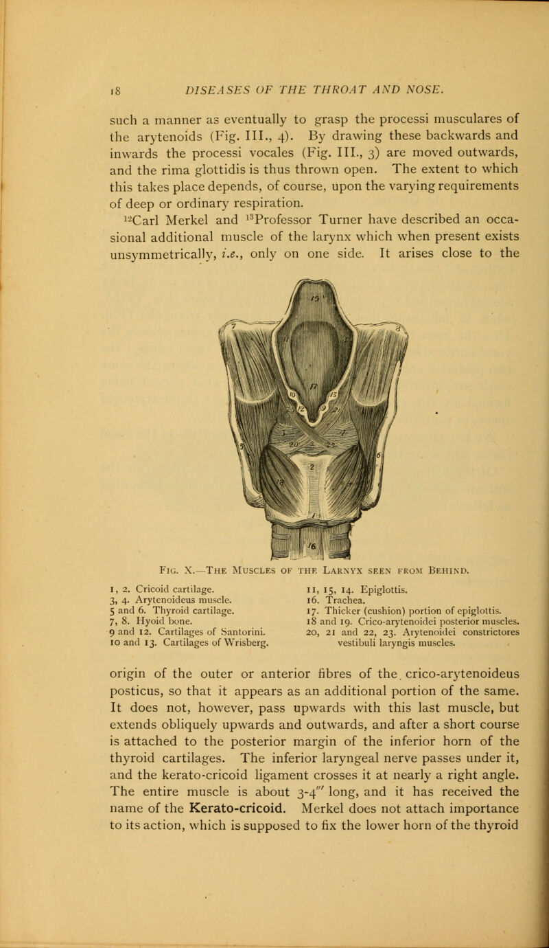 such a manner as eventually to grasp the processi musculares of the arytenoids (Fig. III., 4). By drawing these backwards and inwards the processi vocales (Fig. III., 3) are moved outwards, and the rima glottidis is thus thrown open. The extent to which this takes place depends, of course, upon the varying requirements of deep or ordinary respiration. 12Carl Merkel and l3Professor Turner have described an occa- sional additional muscle of the larynx which when present exists unsymmetrically, i.e., only on one side. It arises close to the Fig. X.—The Muscles of the Larnyx seen from Behind. I, 2. Cricoid cartilage. 3, 4. Arytenoideus muscle. 5 and 6. Thyroid cartilage. 7, 8. Hyoid bone. 9 and 12. Cartilages of Santorini. 10 and 13. Cartilages of Wrisberg. 11, 15, 14. Epiglottis. 16. Trachea. 17. Thicker (cushion) portion of epiglottis. 18 and 19. Crico-arytenoidei posterior muscles. 20, 21 and 22, 23. Arytenoidei constrictores vestibuli laryngis muscles. origin of the outer or anterior fibres of the. crico-arytenoideus posticus, so that it appears as an additional portion of the same. It does not, however, pass upwards with this last muscle, but extends obliquely upwards and outwards, and after a short course is attached to the posterior margin of the inferior horn of the thyroid cartilages. The inferior laryngeal nerve passes under it, and the kerato-cricoid ligament crosses it at nearly a right angle. The entire muscle is about 3-4' long, and it has received the name of the Kerato-cricoid. Merkel does not attach importance to its action, which is supposed to fix the lower horn of the thyroid