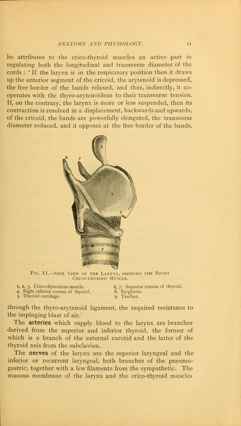 he attributes to the crico-thyroid muscles an active part in regulating both the longitudinal and transverse diameter of the cords : ' If the larynx is in the respiratory position then it draws up the anterior segment of the cricoid, the arytenoid is depressed, the free border of the bands relaxed, and thus, indirectly, it co- operates with the thyro-arytenoideus to their transverse tension. If, on the contrary, the larynx is more or less suspended, then its contraction is resolved in a displacement, backwards and upwards, of the cricoid, the bands are powerfully elongated, the transverse diameter reduced, and it opposes at the free border of the bands, Fig. XL—Side View of the Larynx, showing the Right Crico-thyroid Muscle. 1, 2, 3. Crico-thyroideus muscle. 4. Right inferior cornua of thyroid. 5. Thyroid cartilage. 6, 7. Superior cornua of thyroid. 8. Epiglottis. 9. Trachea. through the thyro-arytenoid ligament, the required resistance to the impinging blast of air.' The arteries which supply blood to the larynx are branches derived from the superior and inferior thyroid, the former of which is a branch of the external carotid and the latter of the thyroid axis from the subclavian. The nerves of the larynx are the superior laryngeal and the inferior or recurrent laryngeal, both branches of the pneumo- gastric, together with a few filaments from the sympathetic. The mucous membrane of the larvnx and the crico-thvroid muscles
