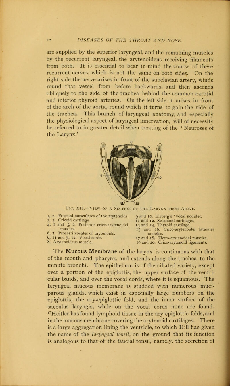 are supplied by the superior laryngeal, and the remaining muscles by the recurrent laryngeal, the arytenoideus receiving filaments from both. It is essential to bear in mind the course of these recurrent nerves, which is not the same on both sides. On the right side the nerve arises in front of the subclavian artery, winds round that vessel from before backwards, and then ascends obliquely to the side of the trachea behind the common carotid and inferior thyroid arteries. On the left side it arises in front of the arch of the aorta, round which it turns to gain the side of the trachea. This branch of laryngeal anatomy, and especially the physiological aspect of laryngeal innervation, will of necessity be referred to in greater detail when treating of the ' Neuroses of the Larvnx.' \V \12 Fie,. XII.—View of a Section of the Larynx from Above. i, 2. Processi musculares of the arytenoids. 9 and 10. Elsberg's 'vocal nodules. 3, 3. Cricoid cartilage. u and 12. Sesamoid cartilages. 4, 1 and 5, 2. Posterior crico-arytenoidei 13 and 14. Thyroid cartilage. muscles. 15 and 16. Crico-arytenoidei latevales 6, 7. Procesri vocales of arytenoids. muscles. 6, 11 and 7, 12. Vocal cords. 17 and 18. Thyro-arytenoidei muscles. 8. Arytenoideus muscle. 19 and 20. Crico-arytenoid ligaments. The Mucous Membrane of the larynx is continuous with that of the mouth and pharynx, and extends along the trachea to the minute bronchi. The epithelium is of the ciliated variety, except over a portion of the epiglottis, the upper surface of the ventri- cular bands, and over the vocal cords, where it is squamous. The laryngeal mucous membrane is studded with numerous muci- parous glands, which exist in especially large numbers on the epiglottis, the ary-epiglottic fold, and the inner surface of the sacculus laryngis, while on the vocal cords none are found. 17Heitler has found lymphoid tissue in the ary-epiglottic folds, and in the mucous membrane covering the arytenoid cartilages. There is a large aggregation lining the ventricle, to which Hill has given the name of the laryngeal tonsil, on the ground that its function is analogous to that of the faucial tonsil, namely, the secretion of