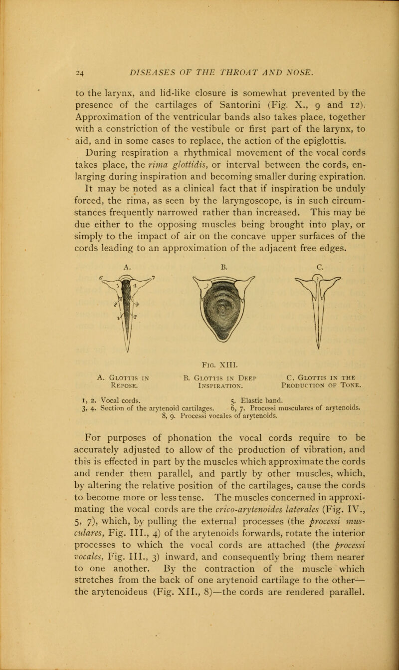 to the larynx, and lid-like closure is somewhat prevented by the presence of the cartilages of Santorini (Fig. X., 9 and 12). Approximation of the ventricular bands also takes place, together with a constriction of the vestibule or first part of the larynx, to aid, and in some cases to replace, the action of the epiglottis. During respiration a rhythmical movement of the vocal cords takes place, the rima glottidis, or interval between the cords, en- larging during inspiration and becoming smaller during expiration. It may be noted as a clinical fact that if inspiration be unduly forced, the rima, as seen by the laryngoscope, is in such circum- stances frequently narrowed rather than increased. This may be due either to the opposing muscles being brought into play, or simply to the impact of air on the concave upper surfaces of the cords leading to an approximation of the adjacent free edges. A. Glottis in Repose. Fig. XIII. B. Glottis in Deep Inspiration. C. Glottis in the Production of Tone. 1, 2. Vocal cords. 5. Elastic band. 3, 4. Section of the arytenoid cartilages. 6, 7. Processi musculares of arytenoids. 8, 9. Processi vocales of arytenoids. For purposes of phonation the vocal cords require to be accurately adjusted to allow of the production of vibration, and this is effected in part by the muscles which approximate the cords and render them parallel, and partly by other muscles, which, by altering the relative position of the cartilages, cause the cords to become more or less tense. The muscles concerned in approxi- mating the vocal cords are the crico-arytenoides laterales (Fig. IV., 5, 7), which, by pulling the external processes (the processi mus- culares, Fig. III., 4) of the arytenoids forwards, rotate the interior processes to which the vocal cords are attached (the processi vocales, Fig. III., 3) inward, and consequently bring them nearer to one another. By the contraction of the muscle which stretches from the back of one arytenoid cartilage to the other— the arytenoideus (Fig. XII., 8)—the cords are rendered parallel.