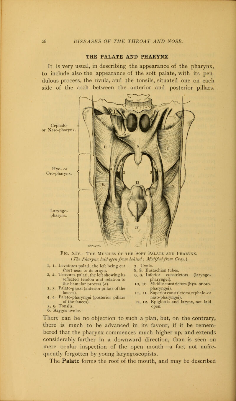 THE PALATE AND PHARYNX. It is very usual, in describing the appearance of the pharynx, to include also the appearance of the soft palate, with its pen- dulous process, the uvula, and the tonsils, situated one on each side of the arch between the anterior and posterior pillars. Cephalo- or Nasopharynx. Hyo- or Oropharynx. Laryngo- pharynx. Fig. XIV.—The Muscles of the Soft Palate and Pharynx. {The Pharynx laid open from behind: Modified from Gray.) Levatores palati, the left being cut 7. Uvula. short near to its origin. Tensores palati, the left showing its reflected tendon and relation to the hamular process {a). 3, 3. Palato-giossi (anterior pillars of the fauces). Palato-pharyngei (posterior pillars of the fauces). Tonsils. 2, 2. 4, 4- 5, 5- 8, 8. Eustachian tubes. 9, 9. Inferior constrictors (laryngo- pharyngei). 10, 10. -Middle constrictors (hyo- or oro- pharyngei). 11, 11. Superior constrictors (cephalo-or naso-pharyngei). 12, 12. Epiglottis and larynx, not laid open. 6. Azygos uvulae. There can be no objection to such a plan, but, on the contrary, there is much to be advanced in its favour, if it be remem- bered that the pharynx commences much higher up, and extends considerably further in a downward direction, than is seen on mere ocular inspection of the open mouth—a fact not unfre- quently forgotten by young laryngoscopists. The Palate forms the roof of the mouth, and may be described