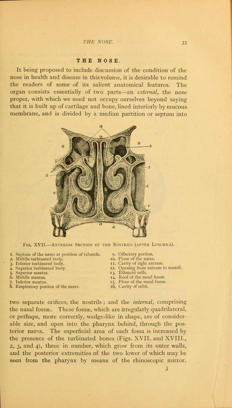 35 THE NOSE. It being proposed to include discussion of the condition of the nose in health and disease in this volume, it is desirable to remind the readers of some of its salient anatomical features. The organ consists essentially of two parts—an external, the nose proper, with which we need not occupy ourselves beyond saying that it is built up of cartilage and bone, lined interiorly by mucous membrane, and is divided by a median partition or septum into Fig. XVII.—Anterior Section ok the Nostrils (after Luschka). 1. Septum of the nares at position of tubercle. 2. Middle turbinated body. 3. Inferior turbinated body. 4. Superior turbinated body. 5. Superior meatus, 6. Middle meatus. 7. Inferior meatus. 8. Respiratory portion of the nare?. 9. Olfactory portion. 10. Floor of the nares. 11. Cavity of right antrum. 12. Opening from antrum to nostril. 13. Ethmoid cells. 14. Roof of the nasal fossae. 15. Floor of the nasal fossae. 16. Cavity of orbit. two separate orifices, the nostrils ; and the internal, comprising the nasal fossae. These fossae, which are irregularly quadrilateral, or perhaps, more correctly, wedge-like in shape, are of consider- able size, and open into the pharynx behind, through the pos- terior nares. The superficial area of each fossa is increased by the presence of the turbinated bones (Figs. XVII. and XVIII., 2, 3, and 4), three in number, which grow from its outer walls, and the posterior extremities of the two lower of which may be seen from the pharynx by means of the rhinoscopic mirror. 3