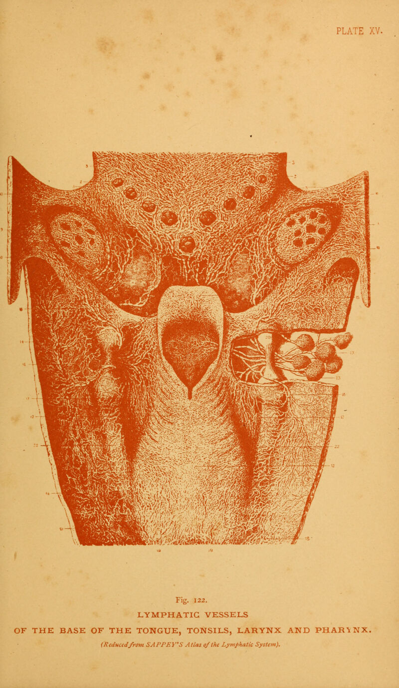 PLATE XV. Fig. 122. LYMPHATIC VESSELS OF THE BASE OF THE TONGUE, TONSILS, LARYNX AND PHARYNX. (Reducedfrom SAPPEY'S Atlas of the Lymphatic System).