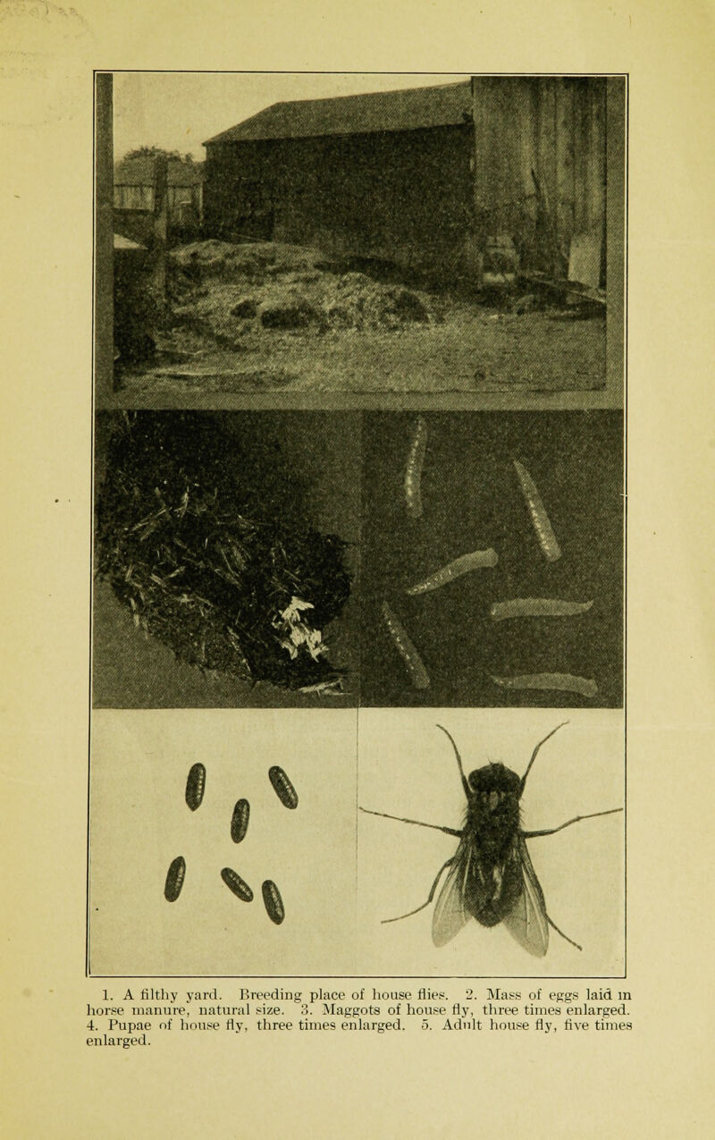 horse manure, natural size. 3. Maggots of house fly, three times enlarged. 4. Pupae of house fly, three times enlarged. 5. Adult house fly, five times enlarged.
