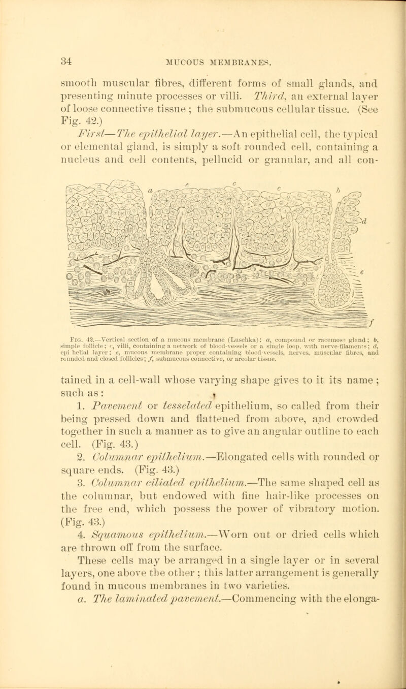 smooth muscular fibres, different forms of small glands, and presenting minute processes or villi. Third, an external layer of loose connective tissue ; the submucous cellular tissue. (See Fig. 42.) First—The epithelial layer.—An epithelial cell, the typical or elemental gland, is simply a soft rounded cell, containing a nucleus and cell contents, pellucid or granular, and all con- Fig. 4*2.—Vertical section of a mucous membrane (Luschka): a, compound or racemose gland ; 6, simple follicle: r, villi, containing a network of blood-vessels or a single loop, with nerve-filaments; d, epi helial layer: e, mucous membrane proper containing blood-vessels, nerves, muscular fibres, and rounded and closed follicles; /, submucous connective, or areolar tissue. tained in a cell-wall whose varying shape gives to it its name ; such as: 1. Pavement or tesselatecl epithelium, so called from their being pressed down and flattened from above, and crowded together in such a manner as to give an angular outline to each cell. (Fig. 43.) 2. Columnar epithelium.—Elongated cells with rounded or square ends. (Fig. 48.) 3. Columnar ciliated epithelium.—The same shaped cell as the columnar, but endowed with fine hair-like processes on the free end, which possess the power of vibratory motion. (Fig. 43.) 4. Squamous epithelium.—Worn out or dried cells which are thrown off from the surface. These cells may be arranged in a single layer or in several layers, one above the other ; this latter arrangement is generally found in mucous membranes in two varieties. a. The laminated pavement—•Commencing with the elonga-