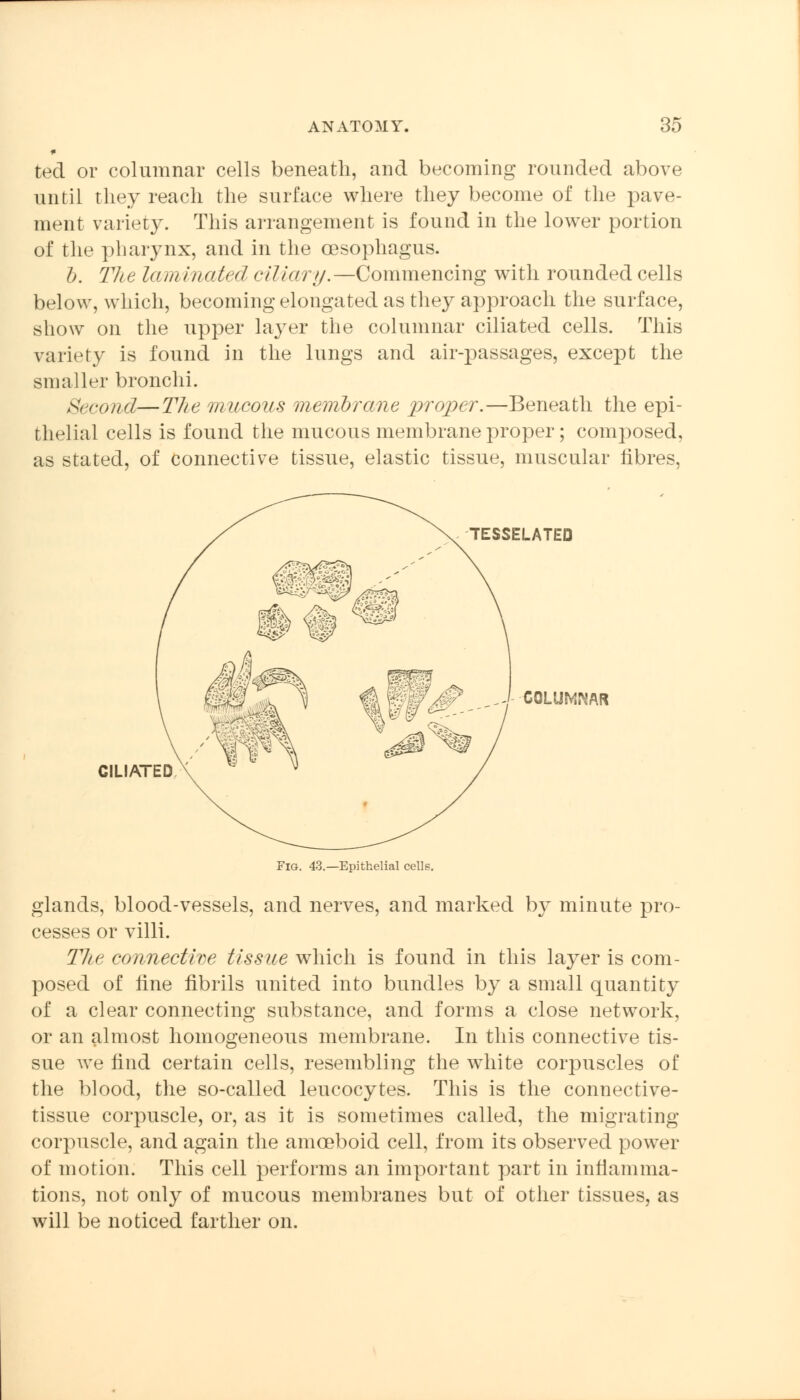 ted or columnar cells beneath, and becoming rounded above until they reach the surface where they become of the pave- ment variety. This arrangement is found in the lower portion of the pharynx, and in the oesophagus. b. The lam inated ciliary.—Commencing with rounded cells below, which, becoming elongated as they approach the surface, show on the upper layer the columnar ciliated cells. This variety is found in the lungs and air-passages, except the smaller bronchi. Second—The mucous membrane proper.—Beneath the epi- thelial cells is found the mucous membrane proper; composed, as stated, of connective tissue, elastic tissue, muscular fibres, TESSELATED COLUMNAR CILIATED Fig. 43.—Epithelial cells. glands, blood-vessels, and nerves, and marked by minute pro- cesses or villi. The connective tissue which is found in this layer is com- posed of line fibrils united into bundles by a small quantity of a clear connecting substance, and forms a close network, or an almost homogeneous membrane. In this connective tis- sue we find certain cells, resembling the white corpuscles of the blood, the so-called leucocytes. This is the connective- tissue corpuscle, or, as it is sometimes called, the migrating corpuscle, and again the amoeboid cell, from its observed power of motion. This cell performs an important part in inflamma- tions, not only of mucous membranes but of other tissues, as will be noticed farther on.