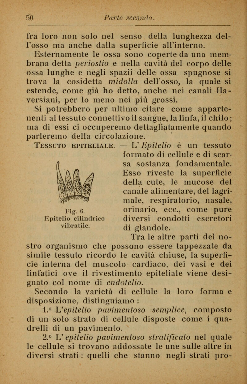 fra loro non solo nel senso della lunghezza del- l'osso ma anche dalla superfìcie all'interno. Esternamente le ossa sono coperte da una mem- brana detta periostio e nella cavità del corpo delle ossa lunghe e negli spazii delle ossa spugnose si trova la cosidetta midolla dell'osso, la quale si estende, come già ho detto, anche nei canali Ha- versiani, per lo meno nei più grossi. Si potrebbero per ultimo citare come apparte- nenti al tessuto connettivo il sangue, la linfa, il chilo ; ma di essi ci occuperemo dettagliatamente quando parleremo della circolazione. Tessuto epiteliale. — L'Epitelio è un tessuto formato di cellule e di scar- sa sostanza fondamentale. Esso riveste la superfìcie della cute, le mucose del canale alimentare, del lagri- male, respiratorio, nasale, orinario, ecc., come pure diversi condotti escretori di glandole. Tra le altre parti del no- stro organismo che possono essere tappezzate da simile tessuto ricordo le cavità chiuse, la superfì- cie interna del muscolo cardiaco, dei vasi e dei linfatici ove il rivestimento epiteliale viene desi- gnato col nome di endotelio. Secondo la varietà di cellule la loro forma e disposizione, distinguiamo : 1.° Uepitelio pavimentoso semplice, composto di un solo strato di cellule disposte come i qua- drelli di un pavimento. 2.° L' epitelio pavimentoso stratificato nel quale le cellule si trovano addossate le une sulle altre in diversi strati : quelli che stanno negli strati pro- Fig. 6. Epitelio cilindrico vibratile.