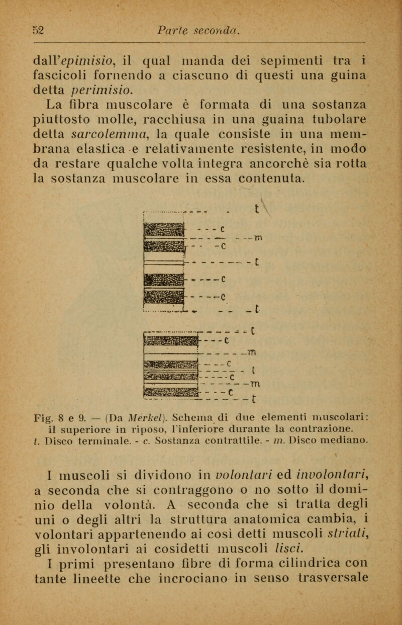 dall'epimisio, il qual manda dei sepinienti tra i fascicoli fornendo a ciascuno di questi una guina detta perimisio. La fibra muscolare è formata di una sostanza piuttosto molle, racchiusa in una guaina tubolare detta sarcolemma, la quale consiste in una mem- brana elastica e relativamente resistente, in modo da restare qualche volta integra ancorché sia rotta la sostanza muscolare in essa contenuta. — e -C —rn t e • m ::-_'__t Fig. 8 e 9. — (Da Merkel). Schema di due elementi muscolari: il superiore in riposo, linferiore durante la contrazione. /. Disco terminale. - e. Sostanza contrattile. - m. Disco mediano. I muscoli si dividono in volontari ed involontari, a seconda che si contraggono o no sotto il domi- nio della volontà. A seconda che si tratta degli uni o degli altri la struttura anatomica cambia, i volontari appartenendo ai cosi detti muscoli striati, gli involontari ai cosidetti muscoli lisci. I primi presentano fibre di forma cilindrica con tante lineette che incrociano in senso trasversale