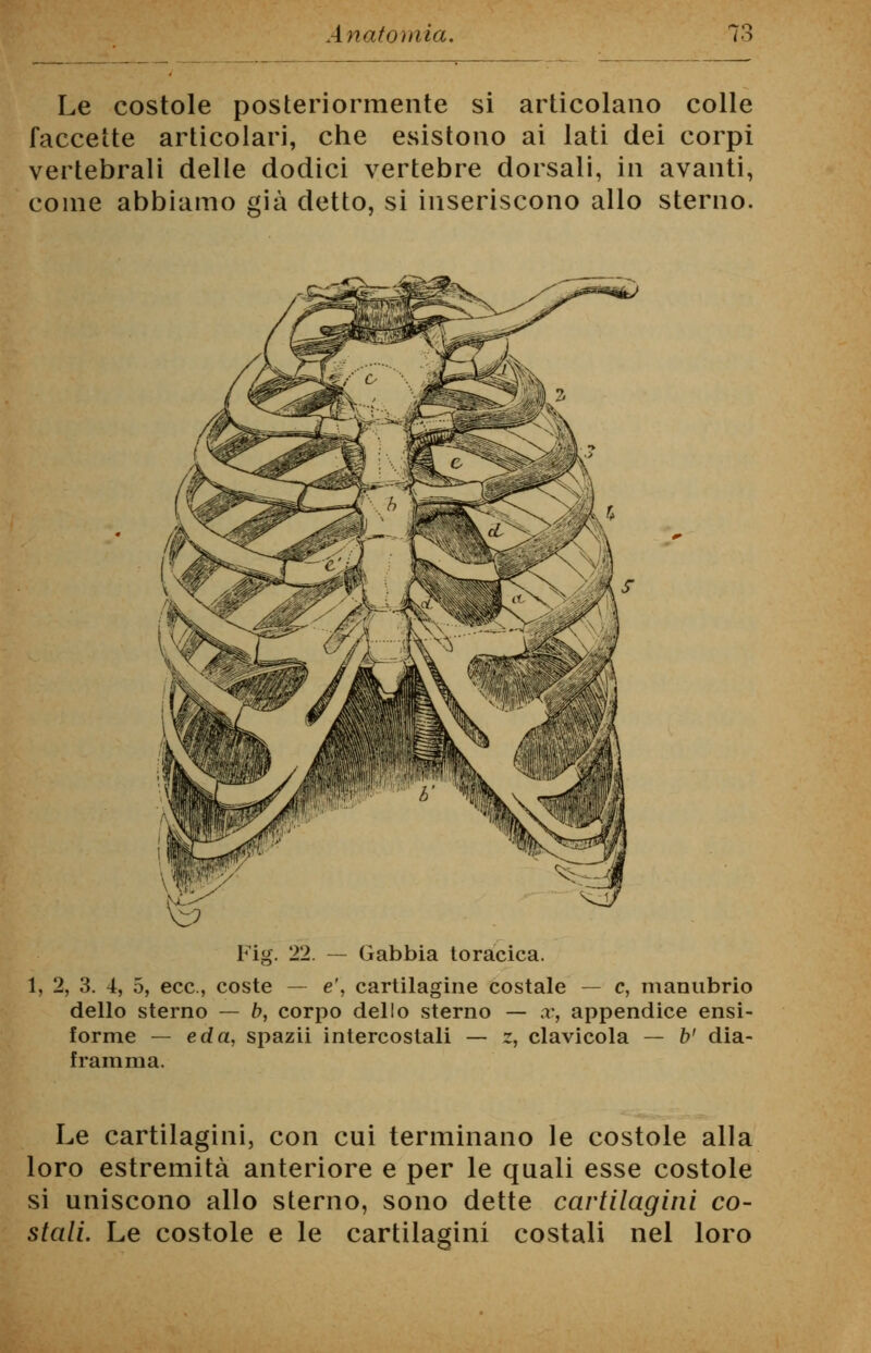 Le costole posteriormente si articolano colle faccette articolari, che esistono ai lati dei corpi vertebrali delle dodici vertebre dorsali, in avanti, come abbiamo già detto, si inseriscono allo sterno. - Gabbia toracica. 2, 3. 4, 5, ecc., coste -- e', cartilagine costale — e, manubrio dello sterno — b, corpo dello sterno — .r, appendice ensi- forme — e da, spazii intercostali framma. z, clavicola — b' dia- Le cartilagini, con cui terminano le costole alla loro estremità anteriore e per le quali esse costole si uniscono allo sterno, sono dette cartilagini co- stali. Le costole e le cartilagini costali nel loro