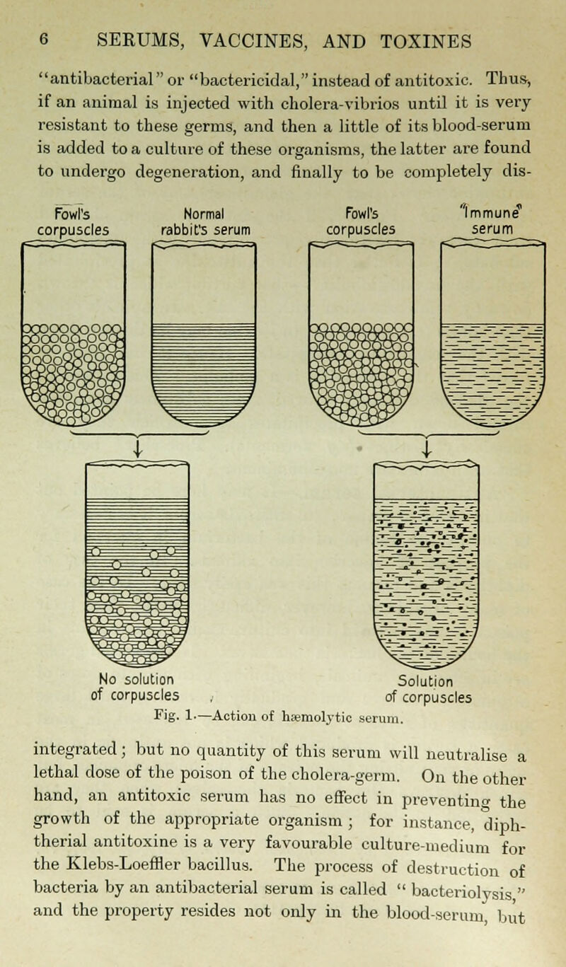 antibacterial or bactericidal, instead of antitoxic. Thus, if an animal is injected with cholera-vibrios until it is very- resistant to these germs, and then a little of its blood-serum is added to a culture of these organisms, the latter are found to undergo degeneration, and finally to be completely dis- Fowl's corpuscles Normal rabbit's serum Fowl's corpuscles i^s^r-t^.-^ No solution of corpuscles Solution of corpuscles Fig. 1-—Action of hemolytic serum. integrated; but no quantity of this serum will neutralise a lethal dose of the poison of the cholera-germ. On the other hand, an antitoxic serum has no effect in preventing the growth of the appropriate organism ; for instance, diph- therial antitoxine is a very favourable culture-medium for the Klebs-Loeffler bacillus. The process of destruction of bacteria by an antibacterial serum is called  bacteriolysis  and the property resides not only in the blood-serum but