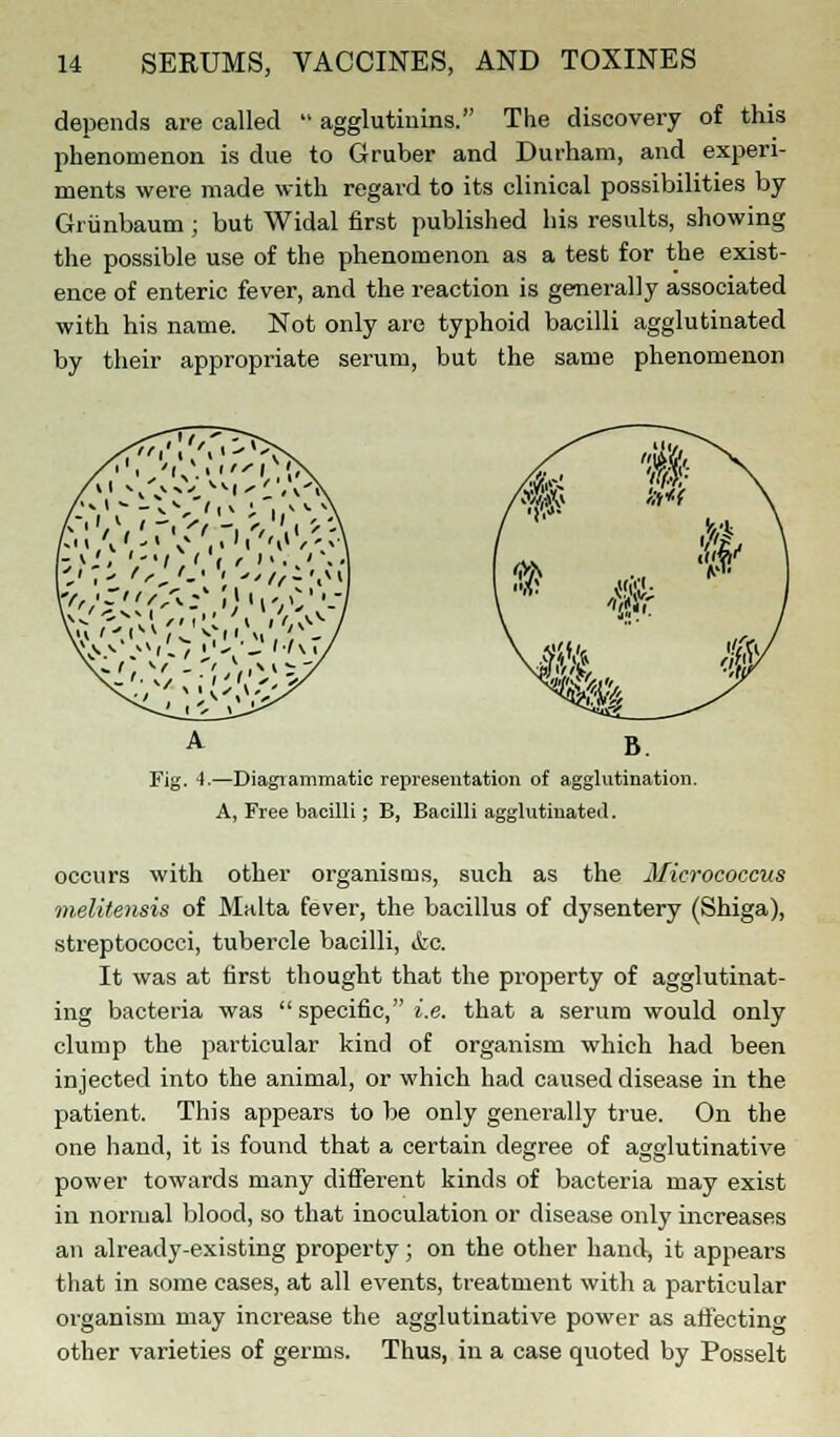 depends are called  agglutinins. The discovery of this phenomenon is due to Gruber and Durham, and experi- ments were made with regard to its clinical possibilities by Griinbaum ; but Widal first published his results, showing the possible use of the phenomenon as a test for the exist- ence of enteric fever, and the reaction is generally associated with his name. Not only are typhoid bacilli agglutinated by their appropriate serum, but the same phenomenon A Fig. 4.—Diagrammatic representation of agglutination. A, Free bacilli; B, Bacilli agglutinated. occurs with other organisms, such as the Micrococcus melitensis of Malta fever, the bacillus of dysentery (Shiga), streptococci, tubercle bacilli, &c. It was at first thought that the property of agglutinat- ing bacteria was  specific, i.e. that a serum would only clump the particular kind of organism which had been injected into the animal, or which had caused disease in the patient. This appears to be only generally true. On the one hand, it is found that a certain degree of agglutinative power towards many different kinds of bacteria may exist in normal blood, so that inoculation or disease only increases an already-existing property; on the other hand, it appears that in some cases, at all events, treatment with a particular organism may increase the agglutinative power as atfecting other varieties of germs. Thus, in a case quoted by Posselt