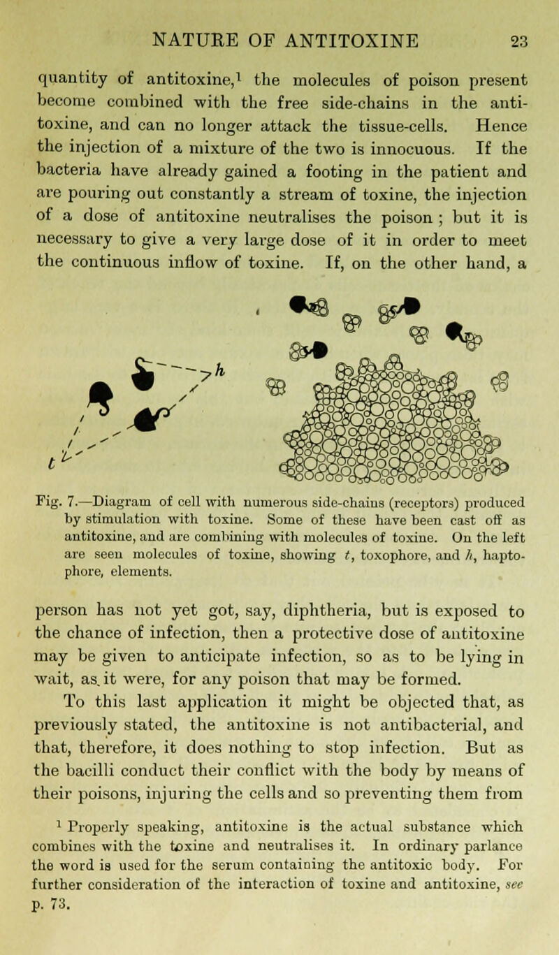 quantity of antitoxine,1 the molecules of poison present become combined with the free side-chains in the anti- toxine, and can no longer attack the tissue-cells. Hence the injection of a mixture of the two is innocuous. If the bacteria have already gained a footing in the patient and are pouring out constantly a stream of toxine, the injection of a dose of antitoxine neutralises the poison ; but it is necessary to give a very large dose of it in order to meet the continuous inflow of toxine. If, on the other hand, a Fig. 7.—Diagram of cell with numerous side-chaius (receptors) produced by stimulation with toxine. Some of these have been cast off as antitoxine, and are combining with molecules of toxine. On the left are seen molecules of toxine, showing t, toxophore, and h, hapto- phore, elements. person has not yet got, say, diphtheria, but is exposed to the chance of infection, then a protective dose of antitoxine may be given to anticipate infection, so as to be lying in wait, as. it were, for any poison that may be formed. To this last application it might be objected that, as previously stated, the antitoxine is not antibacterial, and that, therefore, it does nothing to stop infection. But as the bacilli conduct their conflict with the body by means of their poisons, injuring the cells and so preventing them from 1 Properly speaking, antitoxine is the actual substance which combines with the toxine and neutralises it. In ordinary parlance the word is used for the serum containing the antitoxic body. For further consideration of the interaction of toxine and antitoxine, see p. 73.