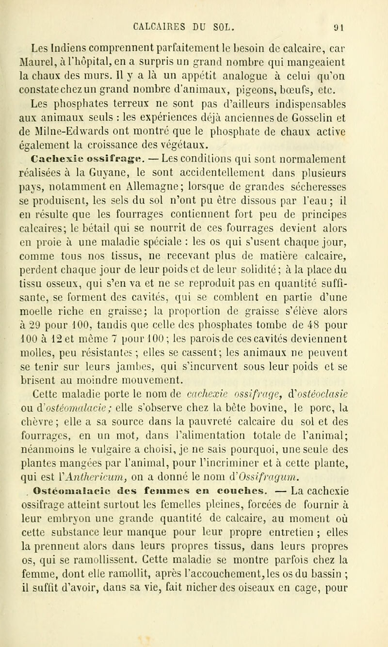 Les Indiens comprennent parfaitement le besoin de calcaire, car Maurel, à l'hôpital, en a surpris un grand nombre qui mangeaient la chaux des murs. Il y a là un appétit analogue à celui qu'on constate chez un grand nombre d'animaux, pigeons, bœufs, etc. Les phosphates terreux ne sont pas d'ailleurs indispensables aux animaux seuls : les expériences déjà anciennes de Gosselin et de Milne-Edwards ont montré que le phosphate de chaux active également la croissance des végétaux. Cachexie ossifrage. — Les conditions qui sont normalement réalisées à la Guyane, le sont accidentellement dans plusieurs pays, notamment en Allemagne; lorsque de grandes sécheresses se produisent, les sels du sol n'ont pu être dissous par l'eau; il en résulte que les fourrages contiennent fort peu de principes calcaires; le bétail qui se nourrit de ces fourrages devient alors en proie à une maladie spéciale : les os qui s'usent chaque jour, comme tous nos tissus, ne recevant plus de matière calcaire, perdent chaque jour de leur poids et de leur solidité ; à la place du tissu osseux, qui s'en va et ne se reproduit pas en quantité suffi- sante, se forment des cavités, qui se comblent en partie d'une moelle riche en graisse; la proportion de graisse s'élève alors à 29 pour 100, tandis que celle des phosphates tombe de 48 pour 100 à 12 et même 7 pour 100; les parois de ces cavités deviennent molles, peu résistantes; elles se cassent; les animaux ne peuvent se tenir sur leurs jambes, qui s'incurvent sous leur poids et se brisent au moindre mouvement. Cette maladie porte le nom de cachexie ossifrage, à'ostéoclasie ou d'ostéomalacie ; elle s'observe chez la bête bovine, le porc, la chèvre ; elle a sa source dans la pauvreté calcaire du sol et des fourrages, en un mot, dans l'alimentation totale de l'animal; néanmoins le vulgaire a choisi, je ne sais pourquoi, une seule des plantes mangées par l'animal, pour l'incriminer et à cette plante, qui est ïAnthcricum, on a donné le nom d'Ossifragum. Ostcomalacic tics femmes en couches. — La cachexie ossifrage atteint surtout les femelles pleines, forcées de fournir à leur embryon une grande quantité de calcaire, au moment où cette substance leur manque pour leur propre entretien ; elles la prennent alors dans leurs propres tissus, dans leurs propres os, qui se ramollissent. Cette maladie se montre parfois chez la femme, dont elle ramollit, après l'accouchement, les os du bassin ; il suffit d'avoir, dans sa vie, fait nicher des oiseaux en cage, pour