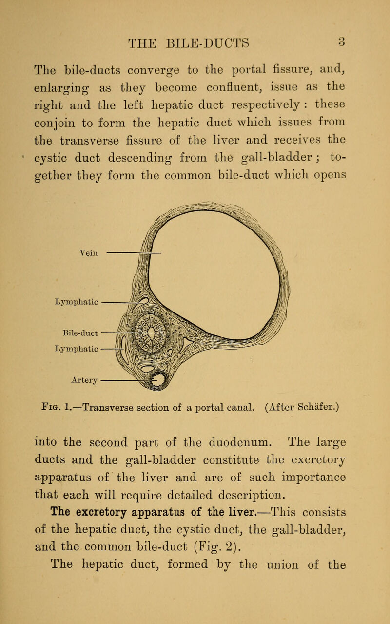 The bile-ducts converge to the portal fissure, and, enlarging as they become confluent, issue as the right and the left hepatic duct respectively : these conjoin to form the hepatic duct which issues from the transverse fissure of the liver and receives the cystic duct descending from the gall-bladder ; to- gether they form the common bile-duct which opens Vein Lymphatic Bile-duct Lymphatic Artery Fig. 1.—Transverse section of a portal canal. (After Schafer.) into the second part of the duodenum. The large ducts and the gall-bladder constitute the excretory apparatus of the liver and are of such importance that each will require detailed description. The excretory apparatus of the liver.—This consists of the hepatic duct, the cystic duct, the gall-bladder, and the common bile-duct (Fig. 2). The hepatic duct, formed by the union of the