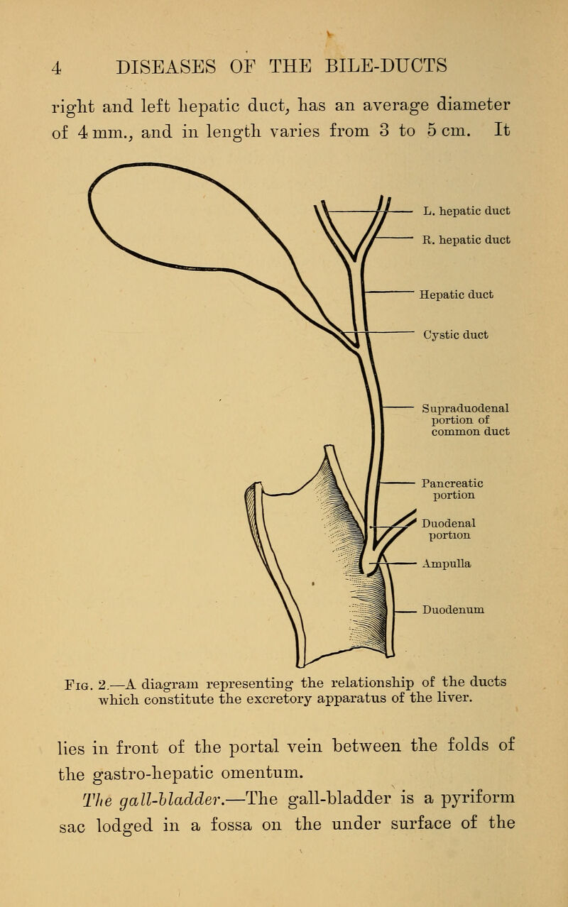 right and left hepatic duct, has an average diameter of 4 mm., and in length varies from 3 to 5 cm. It L. hepatic duct R. hepatic duct Hepatic duct Cystic duct S upraduodenal portion of common duct Pancreatic portion Duodenal portion Ampulla Duodenum Fig. 2.—A diagram representing the relationship of the ducts which constitute the excretory apparatus of the liver. lies in front of the portal vein between the folds of the gastro-hepatic omentum. The gall-Madder.—The gall-bladder is a pyriform sac lodged in a fossa on the under surface of the