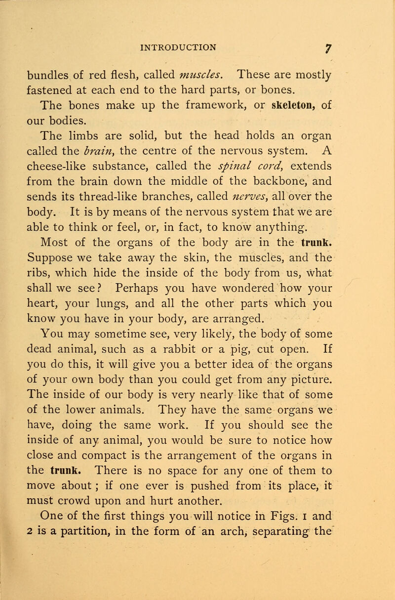 bundles of red flesh, called muscles. These are mostly fastened at each end to the hard parts, or bones. The bones make up the framework, or skeleton, of our bodies. The limbs are solid, but the head holds an organ called the brain, the centre of the nervous system. A cheese-like substance, called the spinal cord, extends from the brain down the middle of the backbone, and sends its thread-like branches, called nerves, all over the body. It is by means of the nervous system that we are able to think or feel, or, in fact, to know anything. Most of the organs of the body are in the trunk. Suppose we take away the skin, the muscles, and the ribs, which hide the inside of the body from us, what shall we see? Perhaps you have wondered how your heart, your lungs, and all the other parts which you know you have in your body, are arranged. You may sometime see, very likely, the body of some dead animal, such as a rabbit or a pig, cut open. If you do this, it will give you a better idea of the organs of your own body than you could get from any picture. The inside of our body is very nearly like that of some of the lower animals. They have the same organs we have, doing the same work. If you should see the inside of any animal, you would be sure to notice how close and compact is the arrangement of the organs in the trunk. There is no space for any one of them to move about; if one ever is pushed from its place, it must crowd upon and hurt another. One of the first things you will notice in Figs, i and 2 is a partition, in the form of an arch, separating the