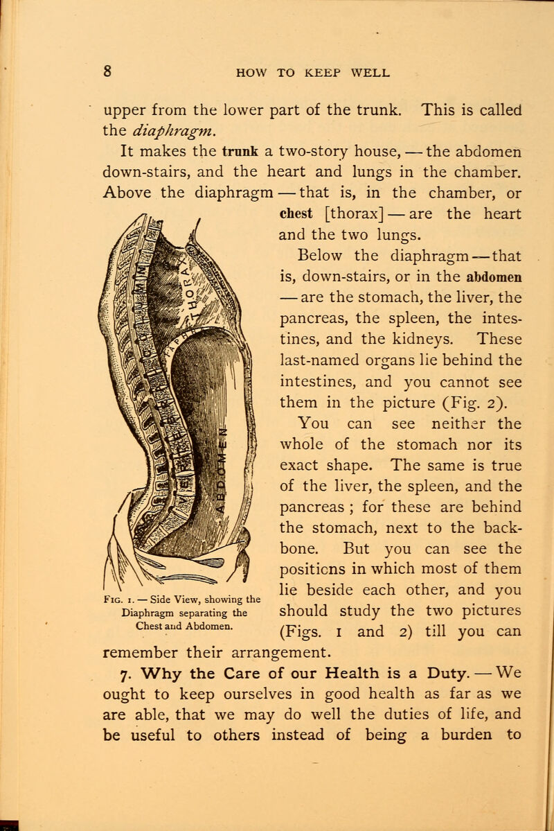 upper from the lower part of the trunk. This is called the diaphragm. It makes the trunk a two-story house, — the abdomen down-stairs, and the heart and lungs in the chamber. Above the diaphragm — that is, in the chamber, or chest [thorax] — are the heart and the two lungs. Below the diaphragm —that is, down-stairs, or in the abdomen — are the stomach, the liver, the pancreas, the spleen, the intes- tines, and the kidneys. These last-named organs lie behind the intestines, and you cannot see them in the picture (Fig. 2). You can see neither the whole of the stomach nor its exact shape. The same is true of the liver, the spleen, and the pancreas; for these are behind the stomach, next to the back- bone. But you can see the positions in which most of them lie beside each other, and you should study the two pictures (Figs. 1 and 2) till you can remember their arrangement. 7. 'Why the Care of our Health is a Duty. — We ought to keep ourselves in good health as far as we are able, that we may do well the duties of life, and be useful to others instead of being a burden to Fig. 1. — Side View, showing the Diaphragm separating the Chest and Abdomen.