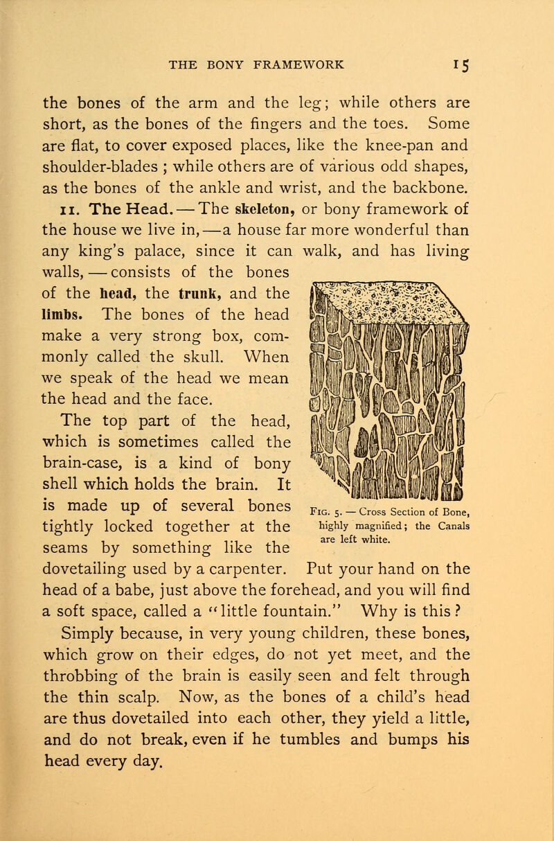 the bones of the arm and the leg; while others are short, as the bones of the fingers and the toes. Some are flat, to cover exposed places, like the knee-pan and shoulder-blades ; while others are of various odd shapes, as the bones of the ankle and wrist, and the backbone. 11. The Head. — The skeleton, or bony framework of the house we live in,—a house far more wonderful than any king's palace, since it can walk, and has living walls, — consists of the bones of the head, the trunk, and the limbs. The bones of the head make a very strong box, com- monly called the skull. When we speak of the head we mean the head and the face. The top part of the head, which is sometimes called the brain-case, is a kind of bony shell which holds the brain. It made up of several bones is Fig. 5. — Cross Section of Bone, highly magnified; the Canals are left white. Put your hand on the tightly locked together at the seams by something like the dovetailing used by a carpenter. head of a babe, just above the forehead, and you will find a soft space, called a little fountain. Why is this ? Simply because, in very young children, these bones, which grow on their edges, do not yet meet, and the throbbing of the brain is easily seen and felt through the thin scalp. Now, as the bones of a child's head are thus dovetailed into each other, they yield a little, and do not break, even if he tumbles and bumps his head every day.