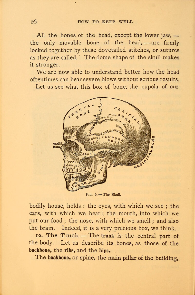 All the bones of the head, except the lower jaw, — the only movable bone of the head, — are firmly locked together by these dovetailed stitches, or sutures as they are called. The dome shape of the skull makes it stronger. We are now able to understand better how the head oftentimes can bear severe blows without serious results. Let us see what this box of bone, the cupola of our Fig. 6. —The SkulL bodily house, holds : the eyes, with which we see ; the ears, with which we hear ; the mouth, into which we put our food ; the nose, with which we smell; and also the brain. Indeed, it is a very precious box, we think. 12. The Trunk. — The trunk is the central part of the body. Let us describe its bones, as those of the backbone, the ribs, and the hips. The backbone, or spine, the main pillar of the building,