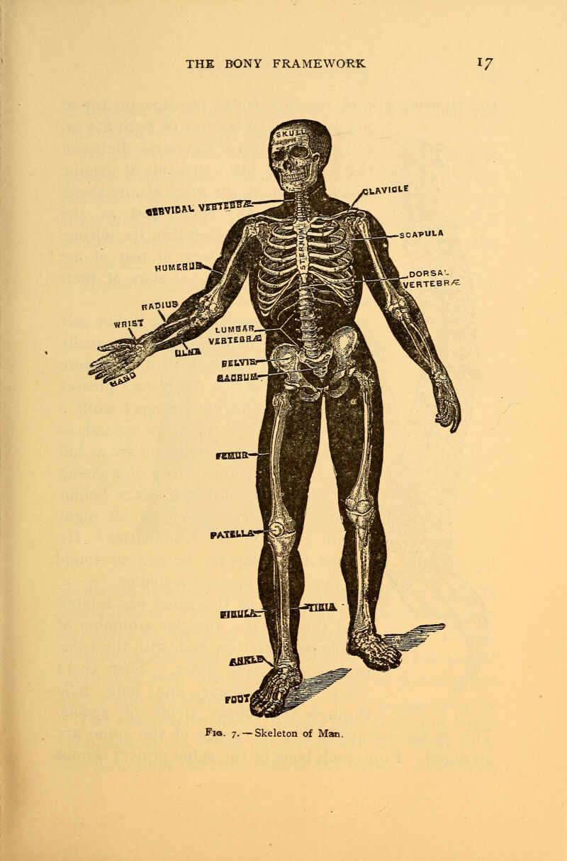 fl^VICM. VRVIOLE roBT| Pws. 7. —Skeleton of Man. SCAPULA DORSA'- VERTEBR/^