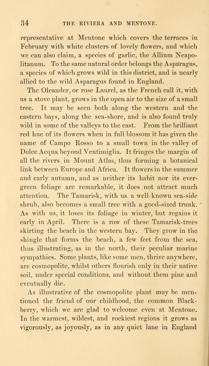 representative at Mentone which covers the terraces in February with white clusters of lovely flowers, and which we can also claim, a species of garlic, the Allium Neapo- litanum. To the same natural order belongs the Asparagus, a species of which grows wild in this district, and is nearly allied to the wild Asparagus found in England. The Oleander, or rose Laurel, as the French call it, with us a stove plant, grows in the open air to the size of a small tree. It may be seen both along the western and the eastern bays, along the sea-shore, and is also found truly wild in some of the valleys to the east. From the brilliant red hue of its flowers when in full blossom it has given the name of Campo Rosso to a small town in the valley of Dolce Acqua beyond Ventimiglia. It fringes the margin of all the rivers in Mount Atlas, thus forming a botanical link between Europe and Africa. It flowers in the summer and early autumn, and as neither its habit nor its ever- green foliage are remarkable, it does not attract much attention. The Tamarisk, with us a well-known sea-side shrub, also becomes a small tree with a good-sized trunk. As with us, it loses its foliage in winter, but regains it early in April. There is a row of these Tamarisk-trees skirting the beach in the western bay. They grow in the shingle that forms the beach, a few feet from the sea, thus illustrating, as in the north, their peculiar marine sympathies. Some plants, like some men, thrive anywhere, are cosmopolite, whilst others flourish only in their native soil, under special conditions, and without them pine and eventually die. As illustrative of the cosmopolite plant may be men- tioned the friend of our childhood, the common Black- berry, which we are glad to welcome even at Mentone. In the warmest, wildest, and rockiest regions it grows as vigorously, as joyously, as in any quiet lane in England