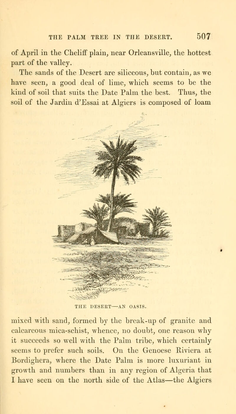 of April in the Cheliff plain, near Orleansville, the hottest part of the valley. The sands of the Desert are siliceous, but contain, as we have seen, a good deal of lime, which seems to be the kind of soil that suits the Date Palm the best. Thus, the soil of the Jardin d'Essai at Algiers is composed of loam THE DESERT—AN OASIS. mixed with sand, formed by the break-up of granite and calcareous mica-schist, whence, no doubt, one reason why it succeeds so well with the Palm tribe, which certainly seems to prefer such soils. On the Genoese Riviera at Bordighera, where the Date Palm is more luxuriant in growth and numbers than in any region of Algeria that I have seen on the north side of the Atlas—the Algiers