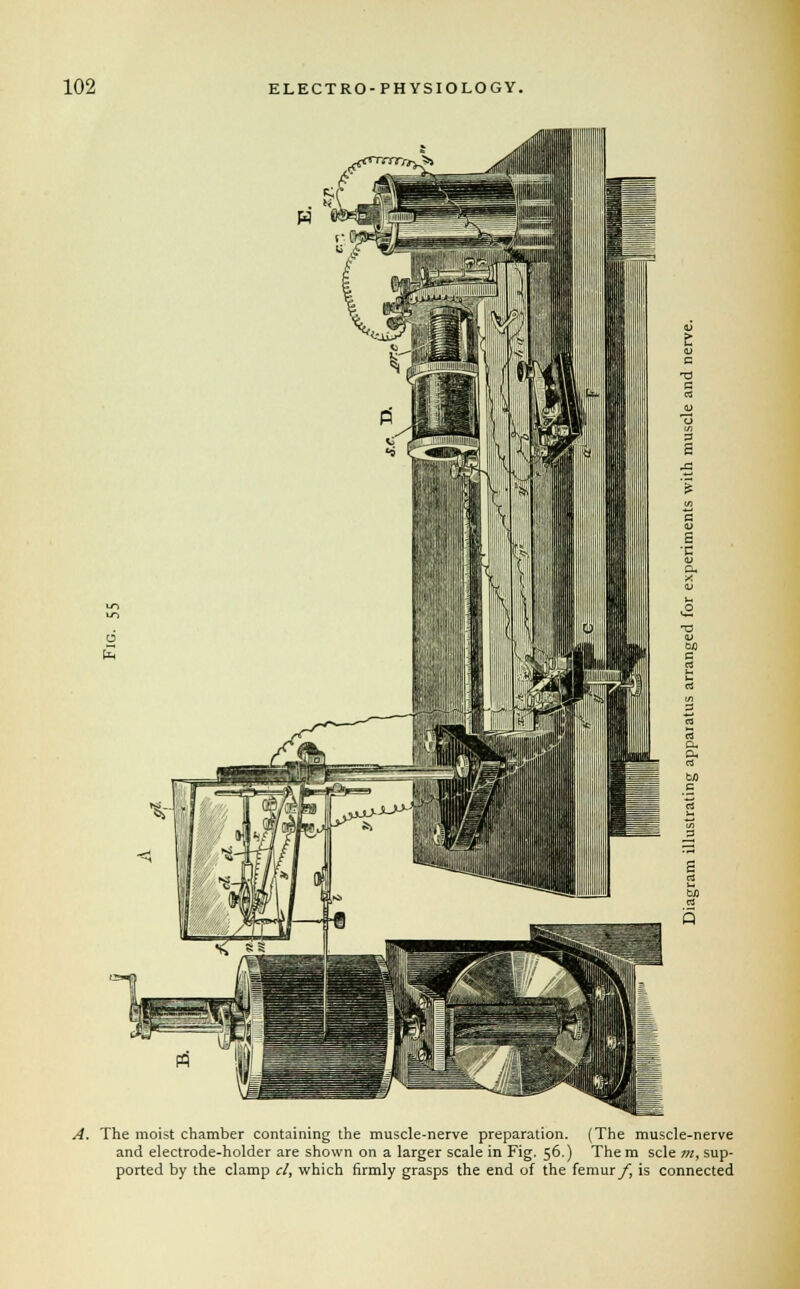 J3 A. The moist chamber containing the muscle-nerve preparation. (The muscle-nerve and electrode-holder are shown on a larger scale in Fig. 56.) Them scle m, sup- ported by the clamp el, which firmly grasps the end of the femur f, is connected