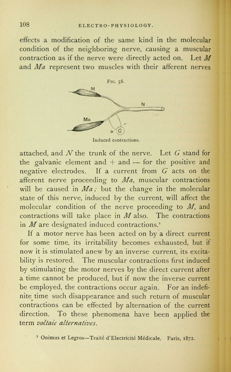 effects a modification of the same kind in the molecular condition of the neighboring nerve, causing a muscular contraction as if the nerve were directly acted on. Let M and Ma represent two muscles with their afferent nerves Induced contractions. attached, and A7 the trunk of the nerve. Let G stand for the galvanic element and + and — for the positive and negative electrodes. If a current from G acts on the afferent nerve proceeding to Ma, muscular contractions will be caused in Ma; but the change in the molecular state of this nerve, induced by the current, will affect the molecular condition of the nerve proceeding to M, and contractions will take place in M also. The contractions in M are designated induced contractions.1 If a motor nerve has been acted on by a direct current for some time, its irritability becomes exhausted, but if now it is stimulated anew by an inverse current, its excita- bility is restored. The muscular contractions first induced by stimulating the motor nerves by the direct current after a time cannot be produced, but if now the inverse current be employed, the contractions occur again. For an indefi- nite time such disappearance and such return of muscular contractions can be effected by alternation of the current direction. To these phenomena have been applied the term voltaic alternatives. 1 Onimus et Legros—Traite d'Electricite Medicale. Paris, 1872.