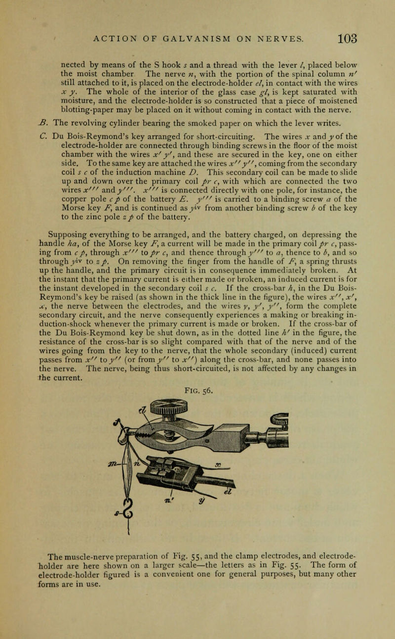 nected by means of the S hook j and a thread with the lever /, placed below the moist chamber The nerve n, with the portion of the spinal column n' still attached to it, is placed on the electrode-holder el, in contact with the wires x y. The whole of the interior of the glass case gl, is kept saturated with moisture, and the electrode-holder is so constructed that a piece of moistened blotting-paper may be placed on it without coming in contact with the nerve. B. The revolving cylinder bearing the smoked paper on which the lever writes. C. Du Bois-Reymond's key arranged for short-circuiting. The wires .r and /of the electrode-holder are connected through binding screws in the floor of the moist chamber with the wires x' y', and these are secured in the key, one on either side. To the same key are attached the wires xy', coming from the secondary coil jf of the induction machine D. This secondary coil can be made to slide up and down over the primary coil pr c, with which are connected the two wires x' and/'. xf is connected directly with one pole, for instance, the copper pole cp of the battery E. y' is carried to a binding screw a of the Morse key F, and is continued as /iv from another binding screw b of the key to the zinc pole zp of the battery. Supposing everything to be arranged, and the battery charged, on depressing the handle ha, of the Morse key F, a current will be made in the primary coil/r c, pass- ing from c p, through x' to pr c, and thence through/' to a, thence to b, and so through /iv to %p. On removing the finger from the handle of F, a spring thrusts up the handle, and the primary circuit is in consequence immediately broken. At the instant that the primary current is either made or broken, an induced current is for the instant developed in the secondary coil s c. If the cross-bar h, in the Du Bois- Reymond's key be raised (as shown in the thick line in the figure), the wires x, x', x, the nerve between the electrodes, and the wires y, /', /, form the complete secondary circuit, and the nerve consequently experiences a making or breaking in- duction-shock whenever the primary current is made or broken. If the cross-bar of the Du Bois-Reymond key be shut down, as in the dotted line h' in the figure, the resistance of the cross-bar is so slight compared with that of the nerve and of the wires going from the key to the nerve, that the whole secondary (induced] current passes from x toy (or from/ to x) along the cross-bar, and none passes into the nerve. The nerve, being thus short-circuited, is not affected by any changes in the current. Fig. 56. #M The muscle-nerve preparation of Fig. 55, and the clamp electrodes, and electrode- holder are here shown on a larger scale—the letters as in Fig. 55. The form of electrode-holder figured is a convenient one for general purposes, but many other forms are in use.